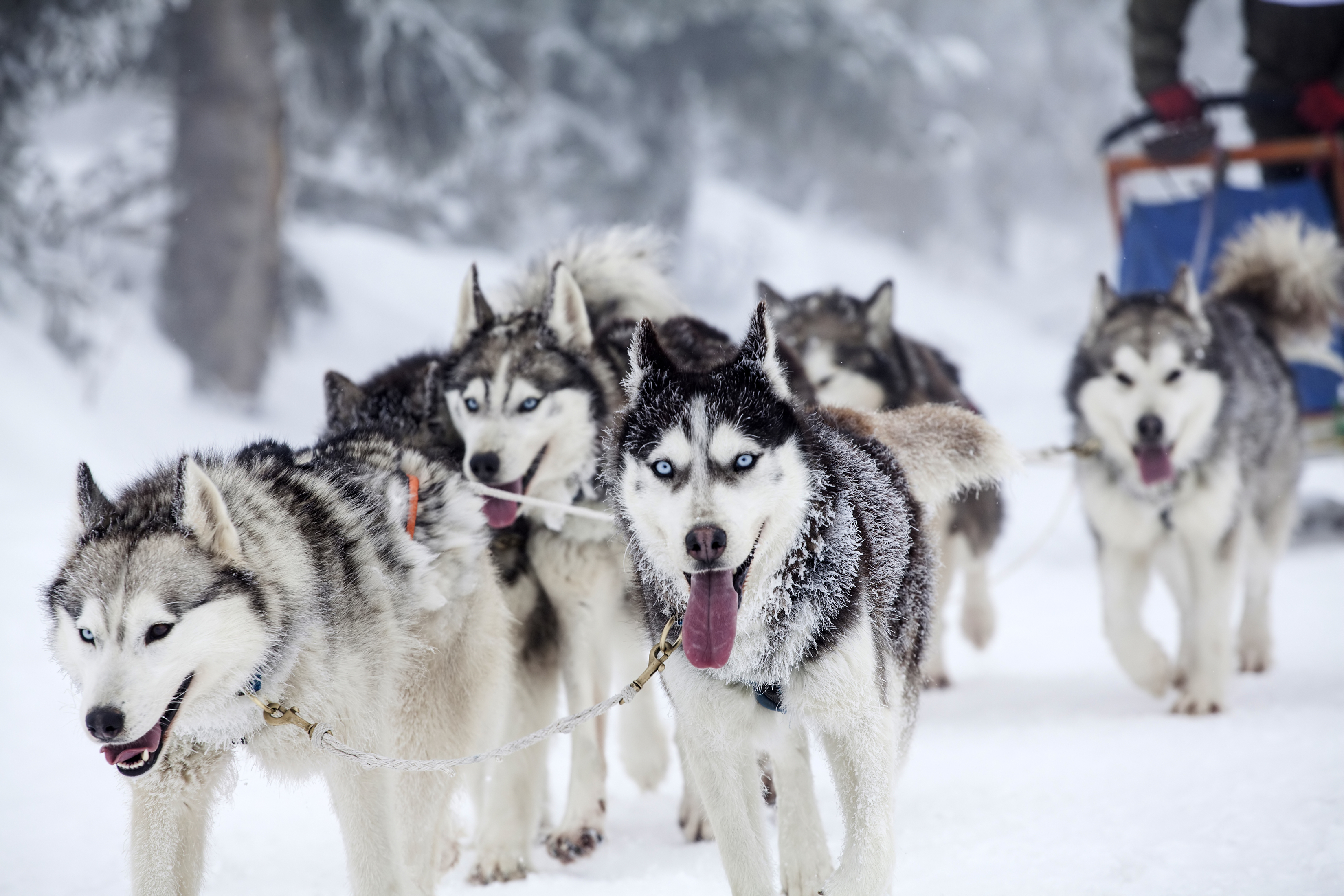 Dogsledding gratangen