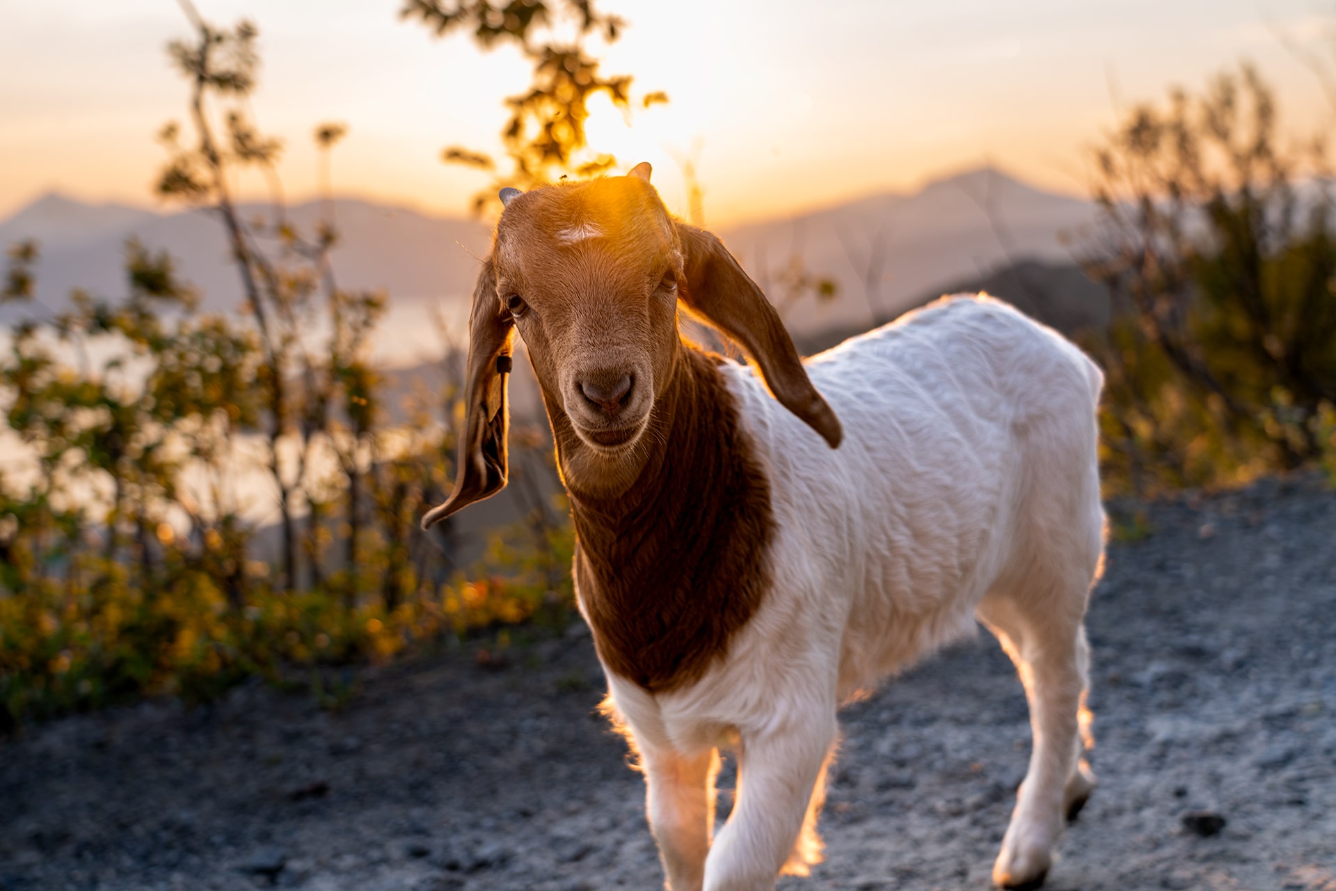 Goats in Narvikfjellet