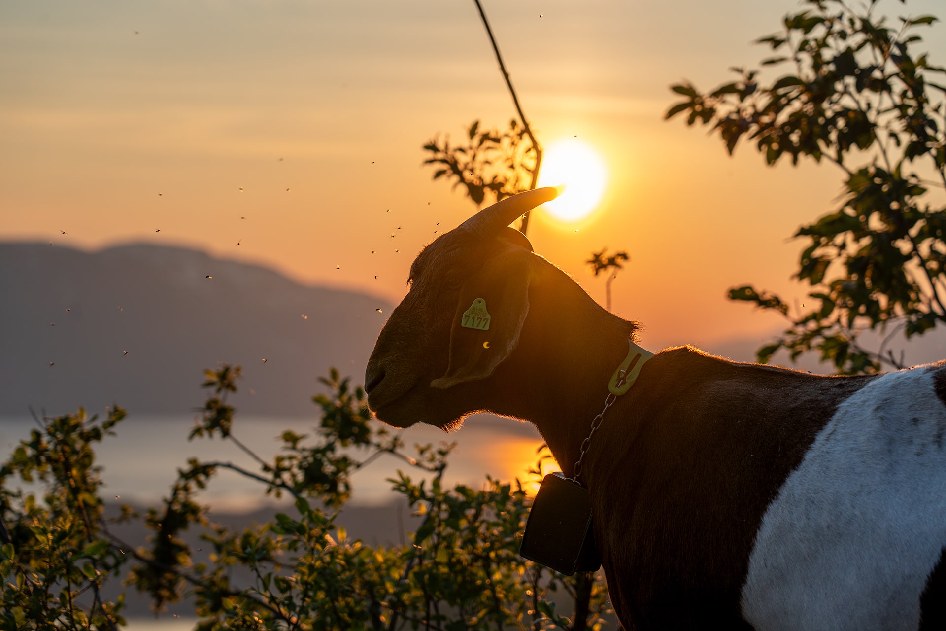 Goats in Narvikfjellet