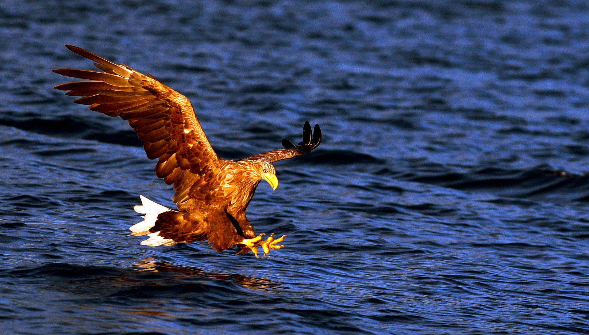 Sea Eagle Safari
