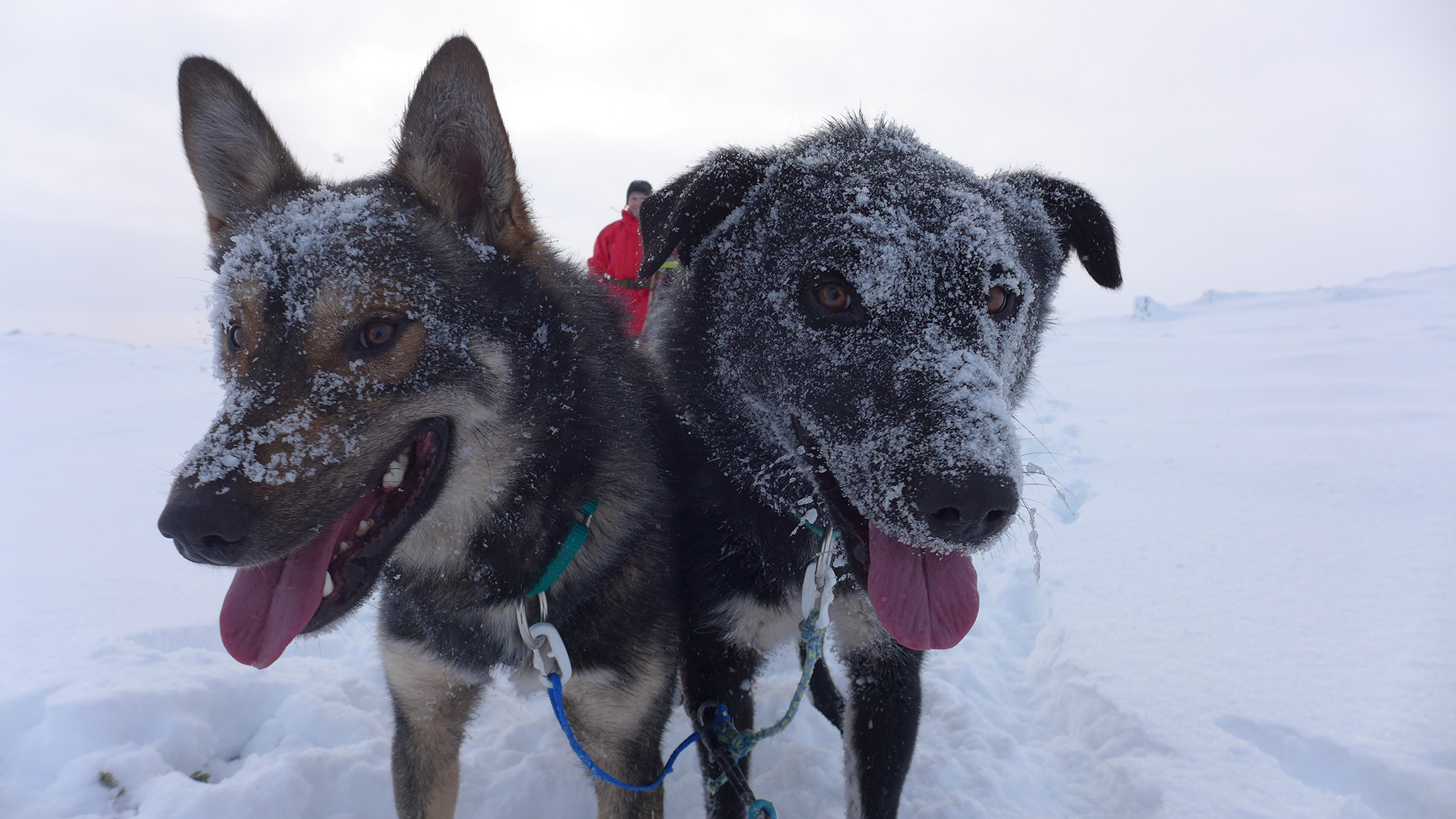 Happy huskies