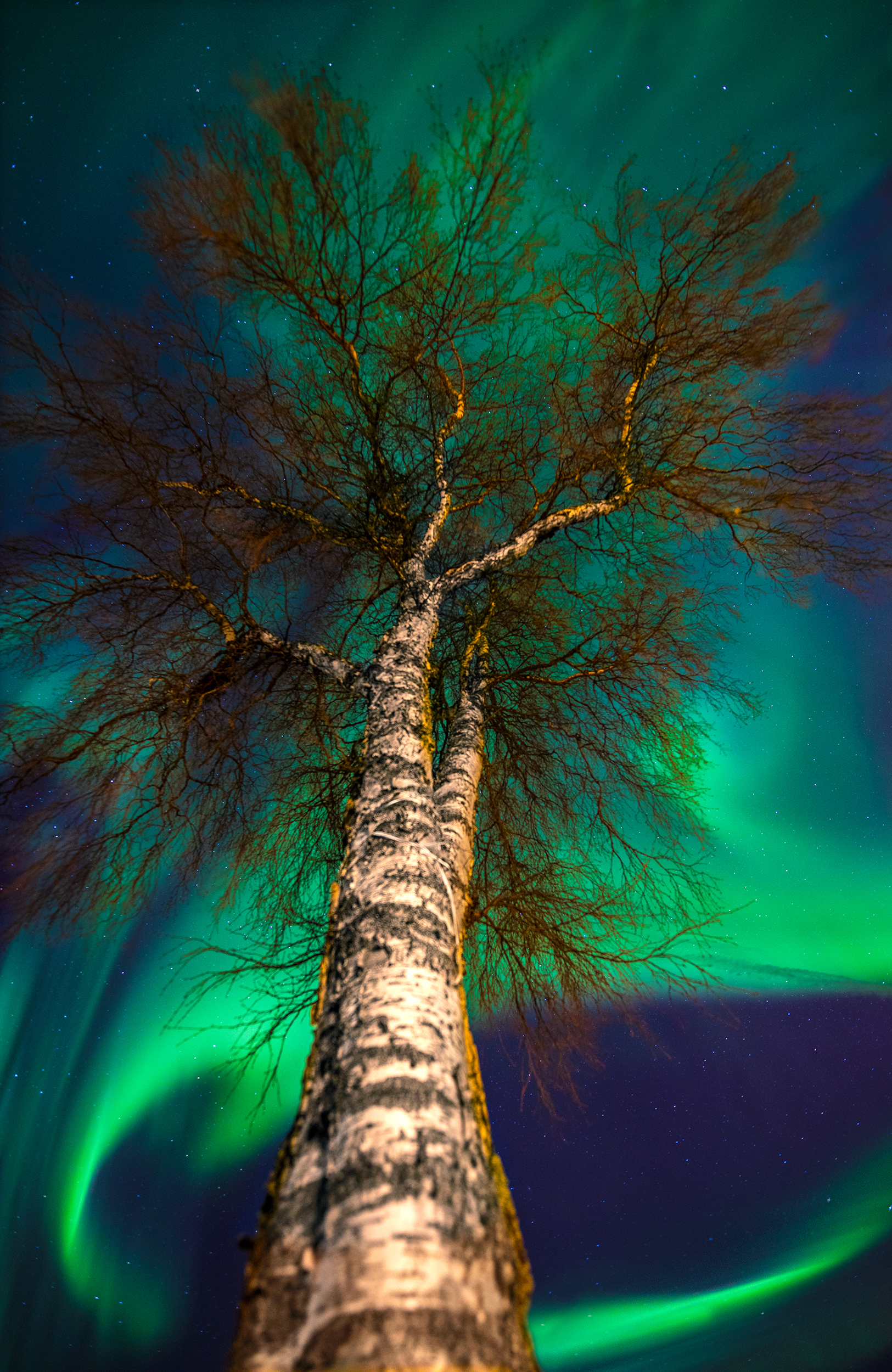 Northern light behind the tree