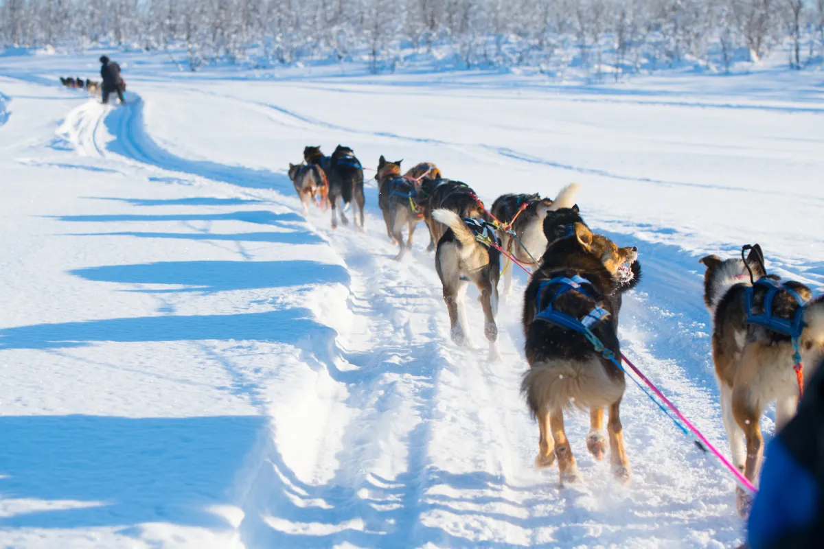 dogsleding