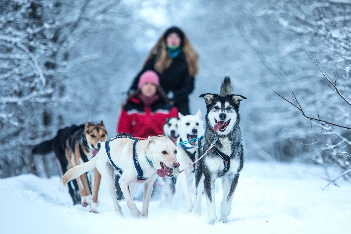 Aurora Husky