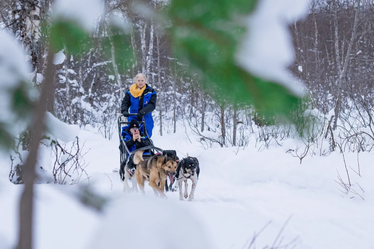 Hundesledeeventyr på Camp Aspemo