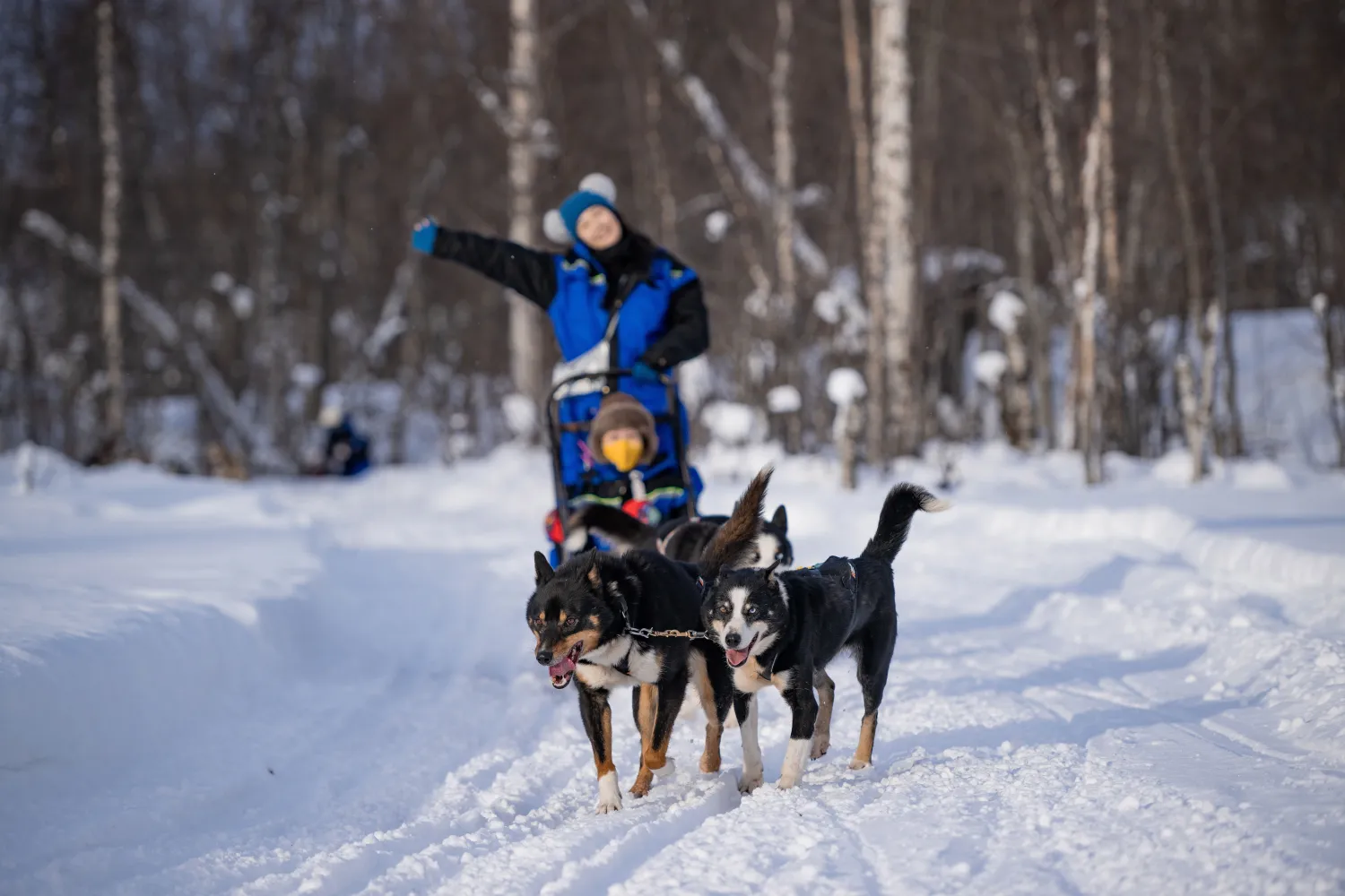 Hundesledeeventyr på Camp Aspemo