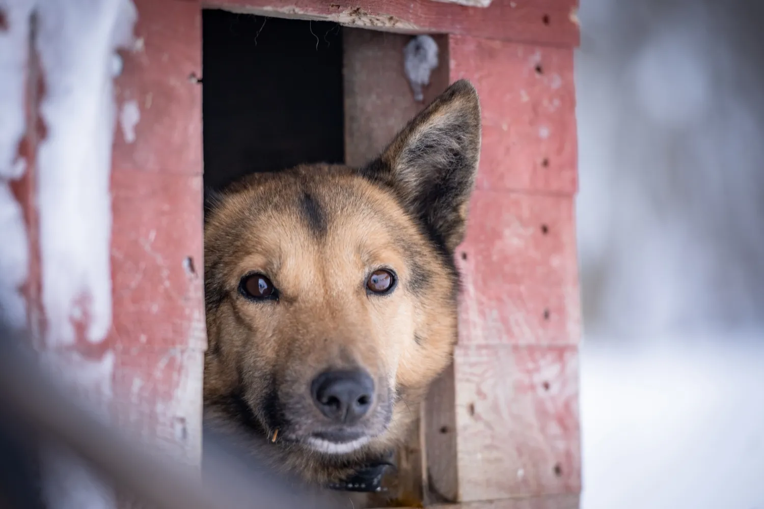 Hundesledekjøring med Aurora Husky