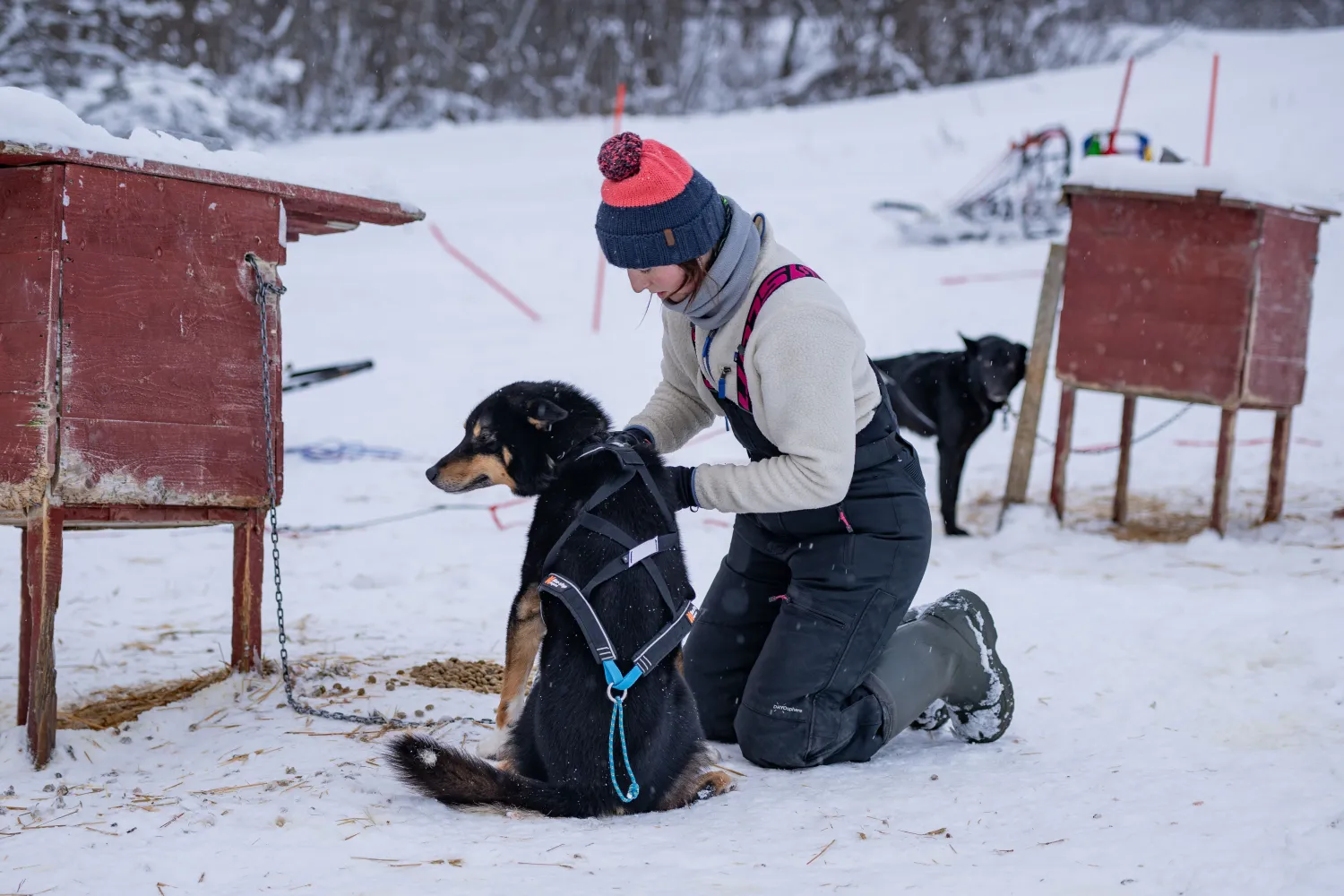 Hundesledekjøring med Aurora Husky