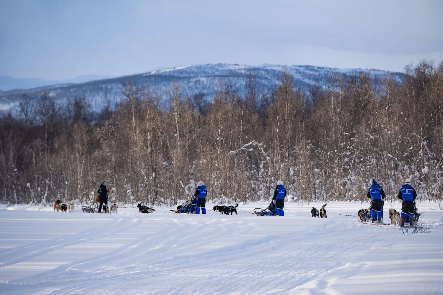 Hundesledekjøring med Aurora Husky