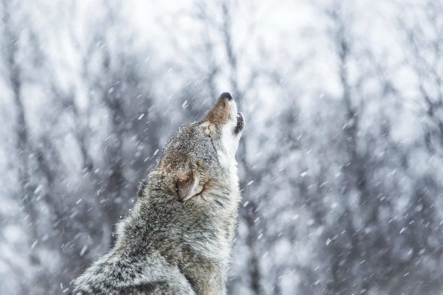 Polar Park