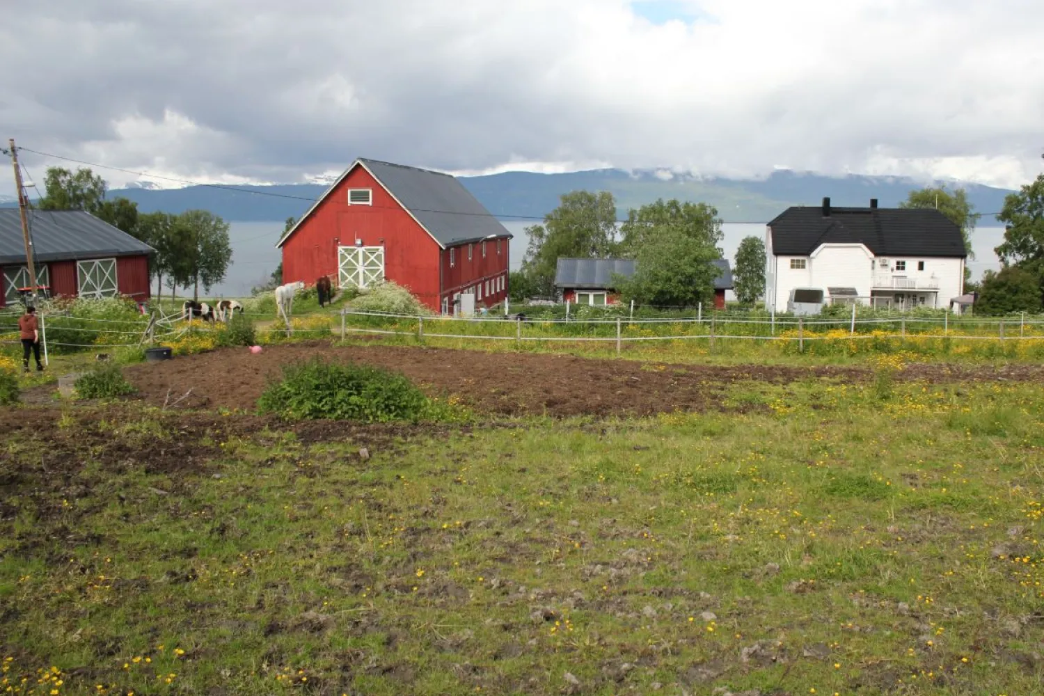 Northern Norwegian summer experience at Angell Farm