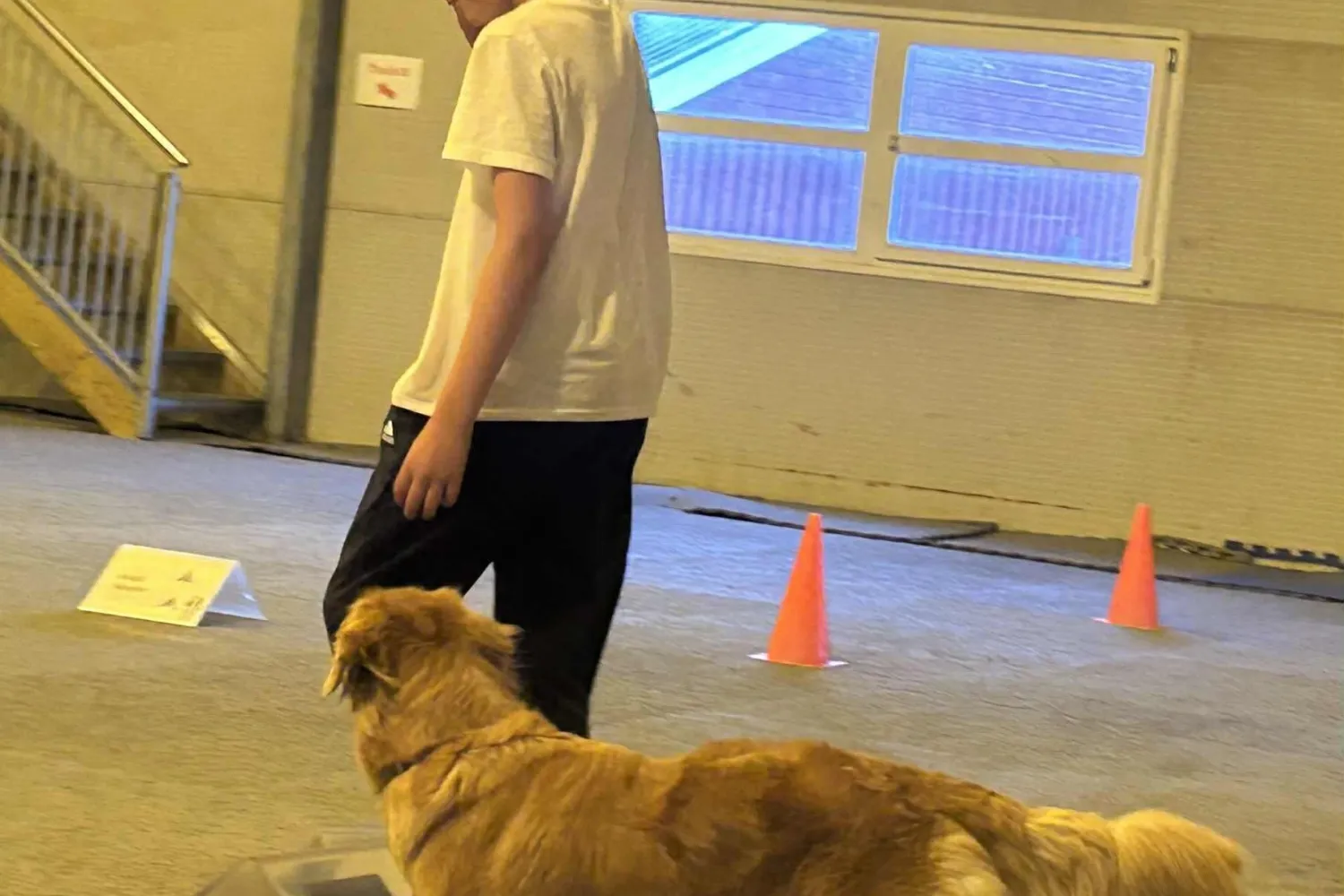 Barn og ungdomskurs med hund