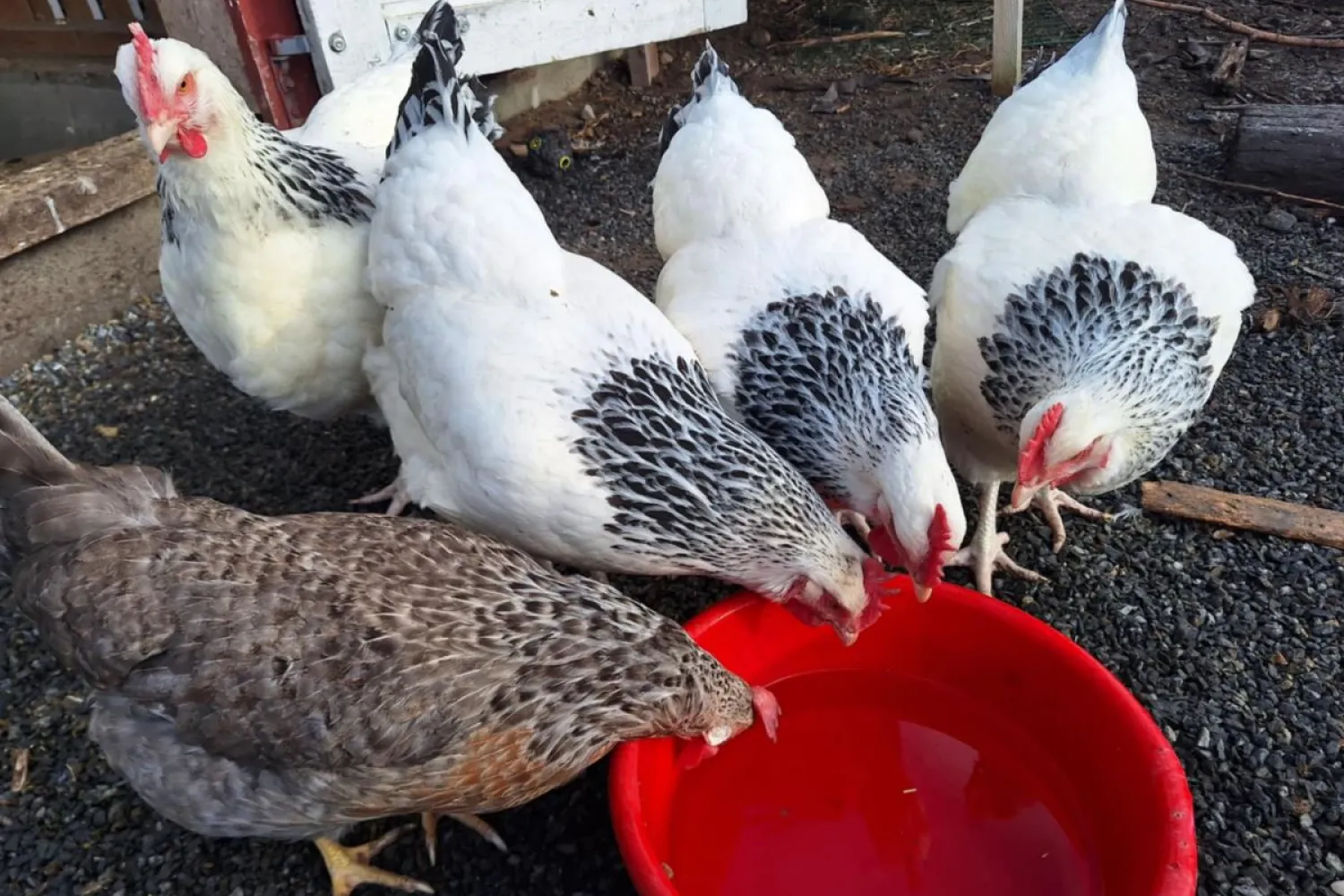 Nord-Norsk opplevelse på Angell Gjestegård