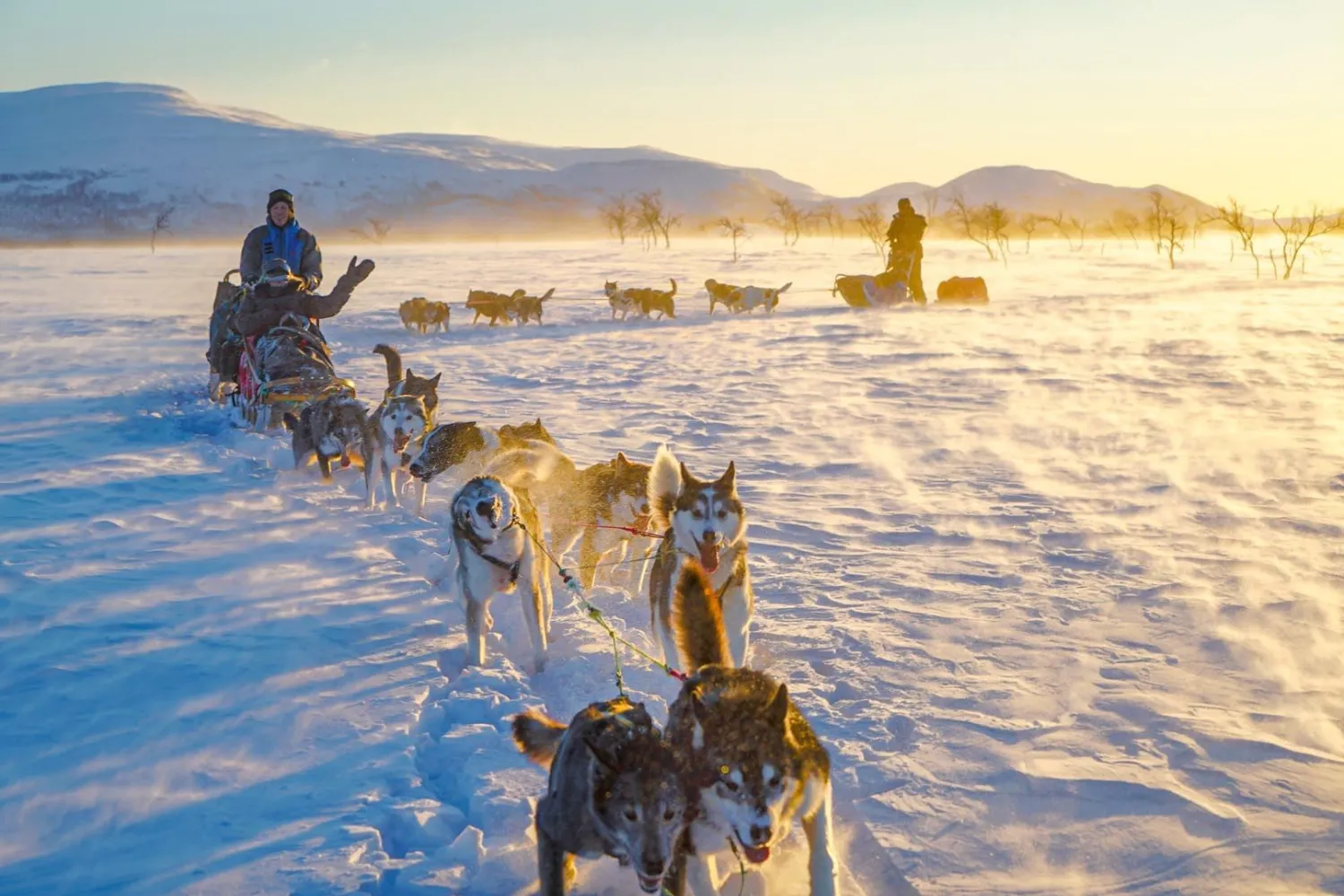 Kjør ditt eget hundeteam med OffTrack Experience (dagstur vinter)