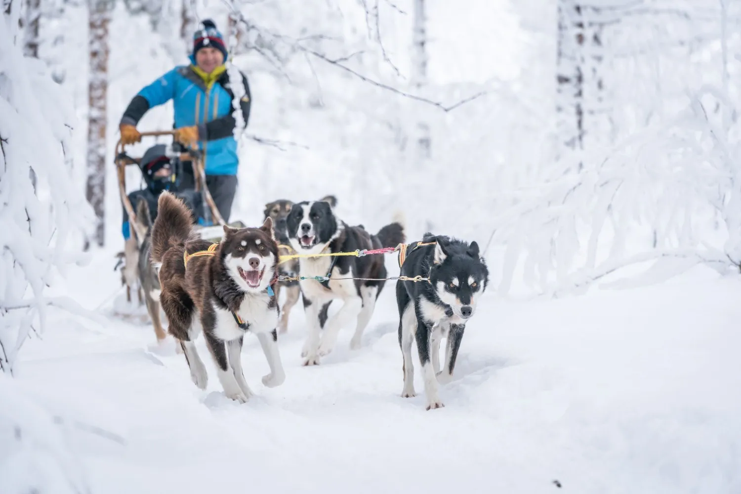 Kjør ditt eget hundeteam med OffTrack Experience (dagstur vinter)