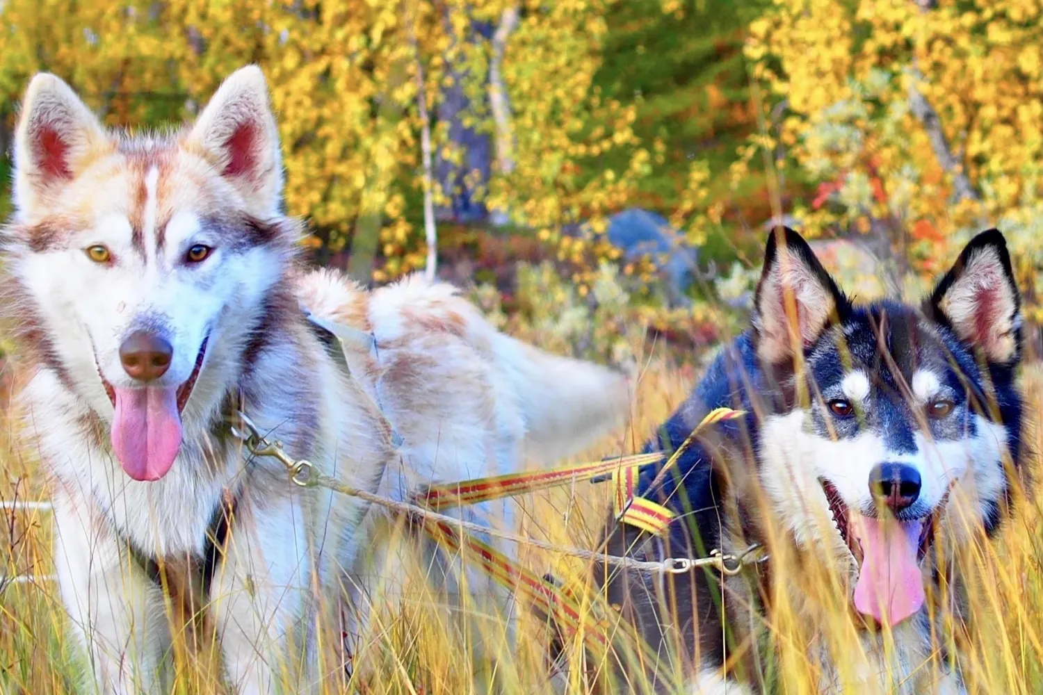 Kjør ditt eget hundeteam (dagstur høst)