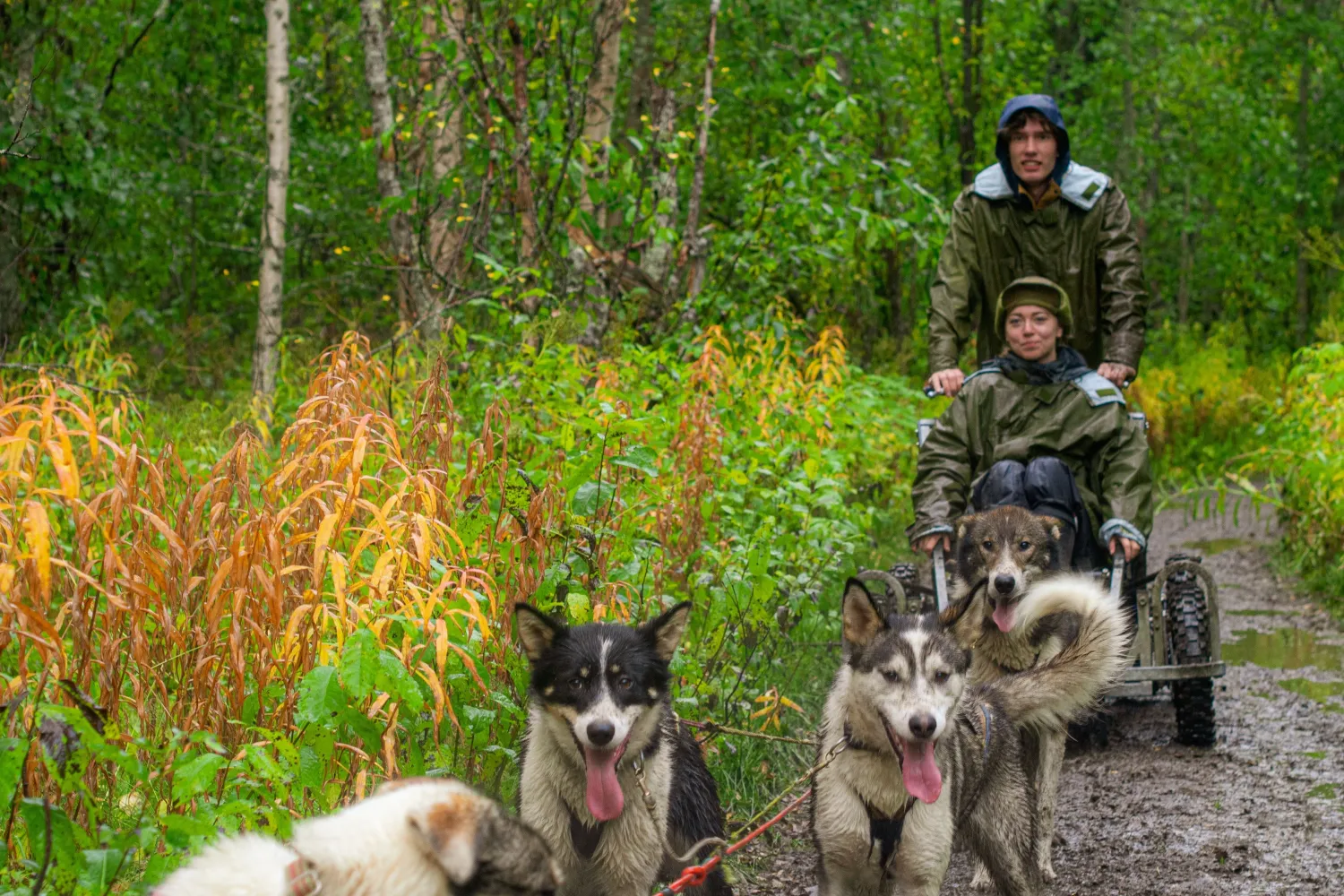Kjør ditt eget hundeteam (dagstur høst)