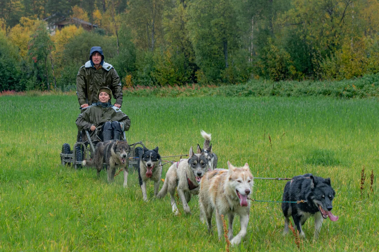 Kjør ditt eget hundeteam (dagstur høst)