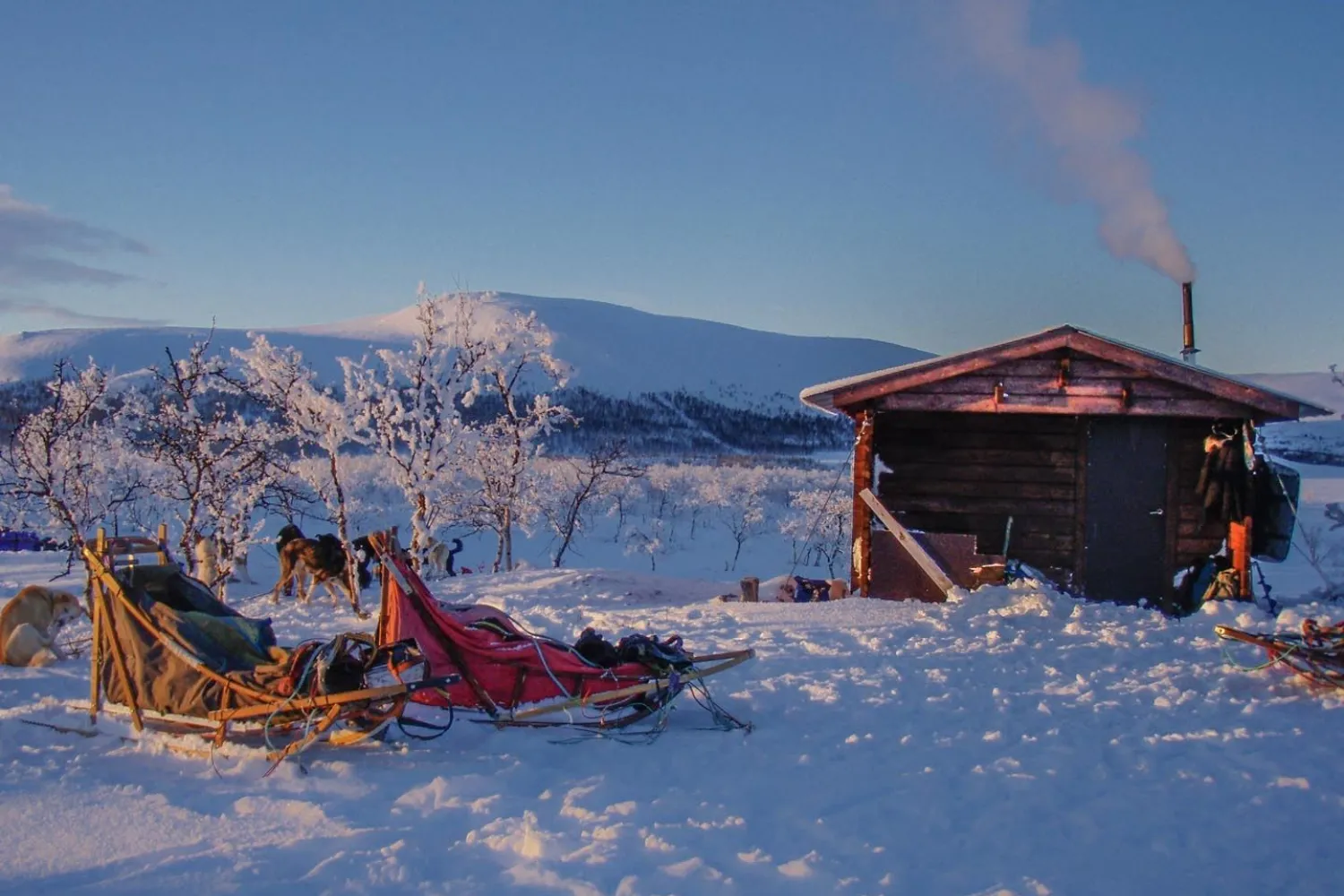 Opplev en reise gjennom Dividalen nasjonalpark med hundeslede