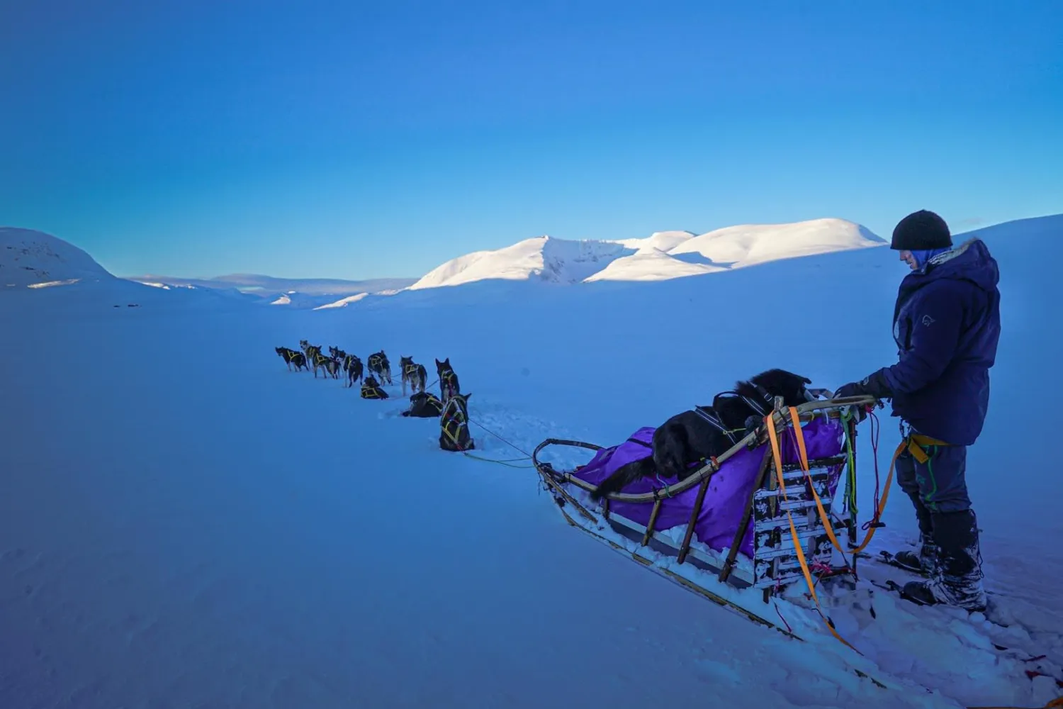 Opplev en reise gjennom Dividalen nasjonalpark med hundeslede