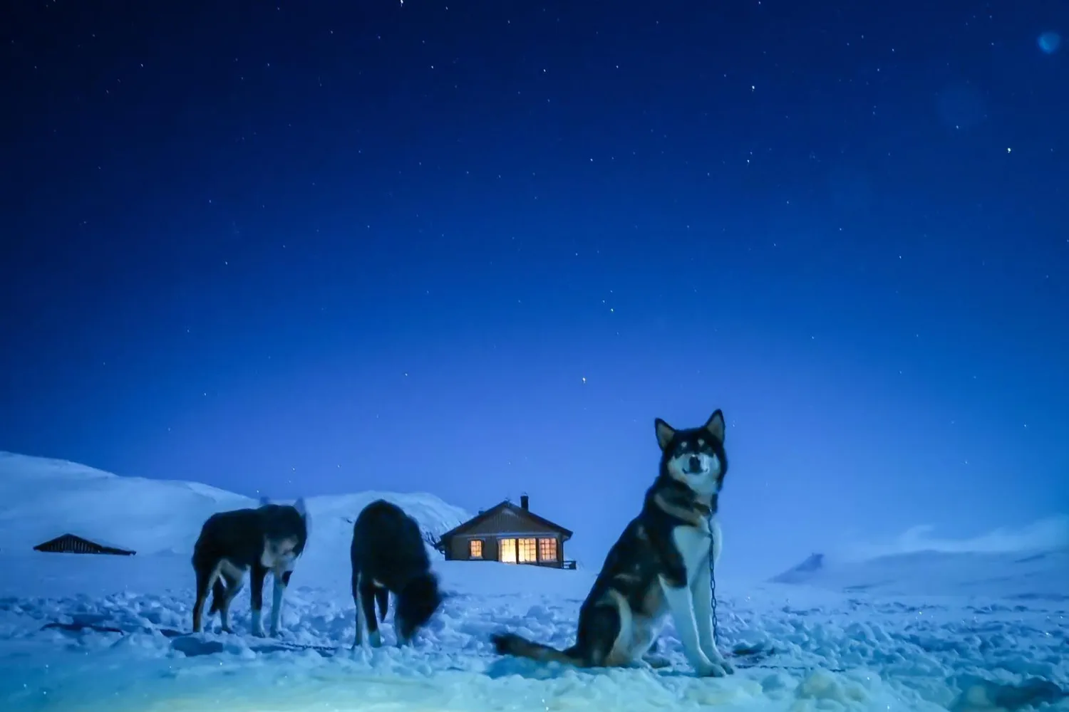 Opplev en reise gjennom Dividalen nasjonalpark med hundeslede