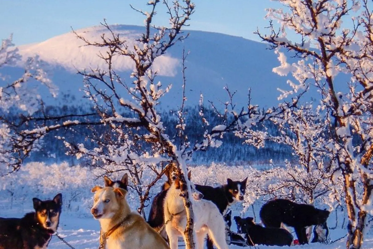 Opplev en reise gjennom Dividalen nasjonalpark med hundeslede
