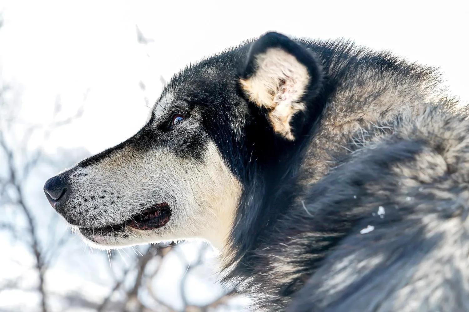 Opplev en reise gjennom Dividalen nasjonalpark med hundeslede