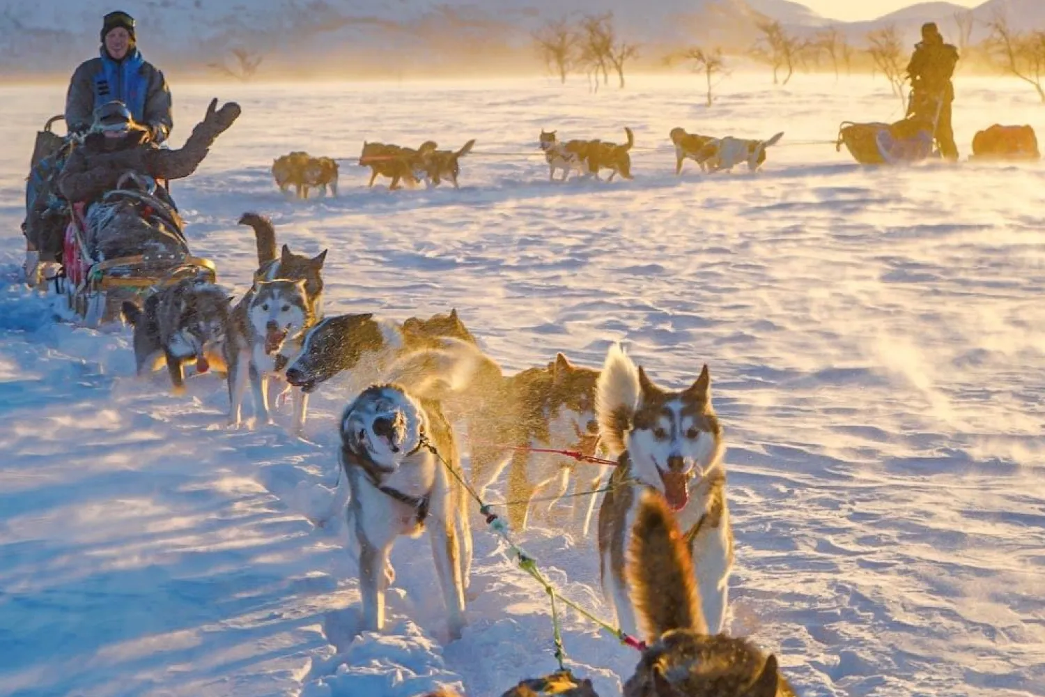 Opplev en reise gjennom Dividalen nasjonalpark med hundeslede
