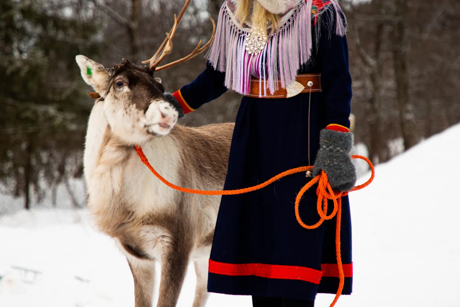  Reinsdyr, kultur og arktiske tradisjoner i Harstad