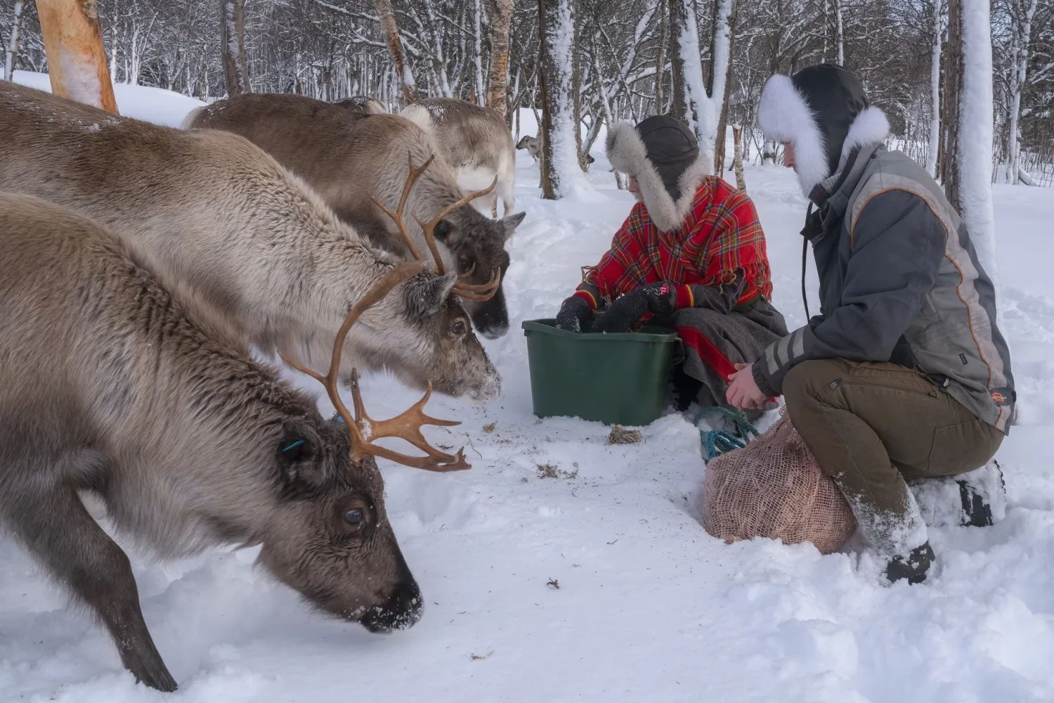  Reinsdyr, kultur og arktiske tradisjoner i Harstad