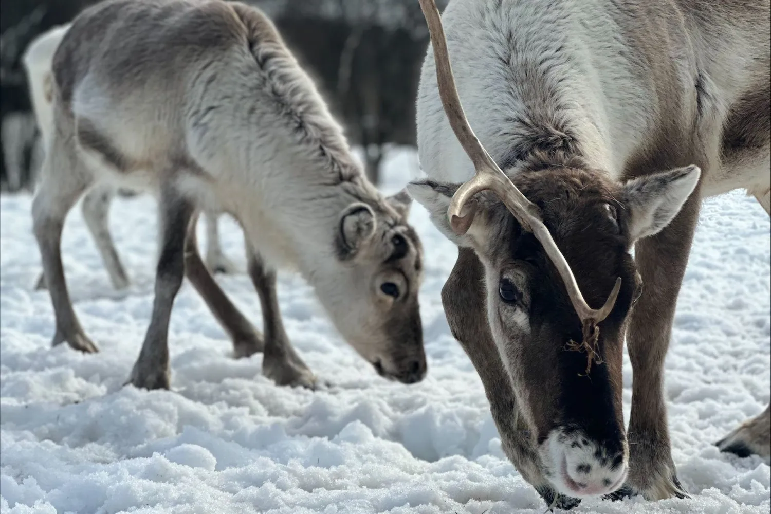  Reinsdyr, kultur og arktiske tradisjoner i Harstad