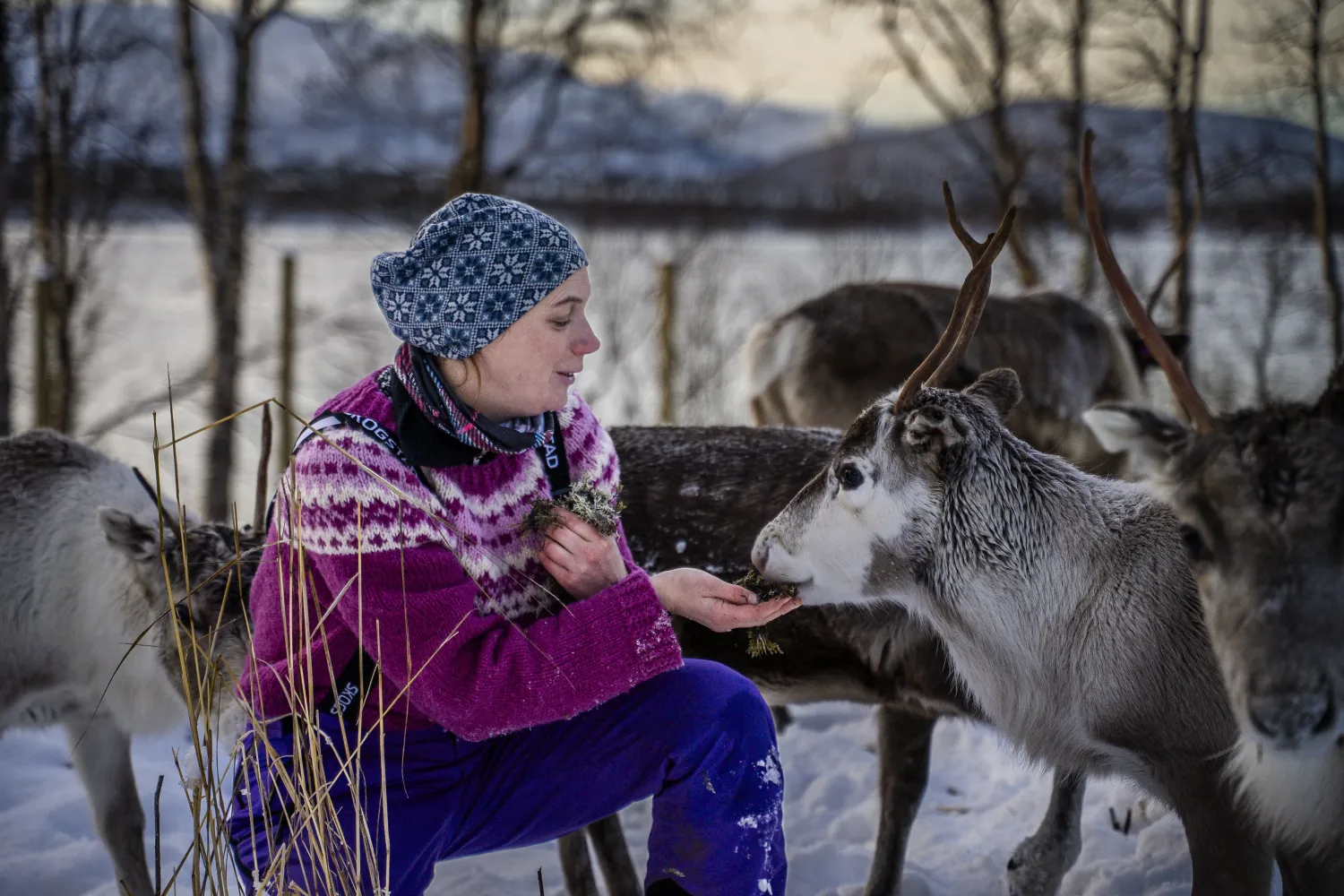 Magiske møter med reinsdyr og samisk kultur