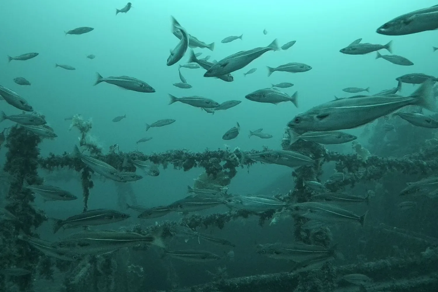 Opplev historien under overflaten – med undervannsdrone