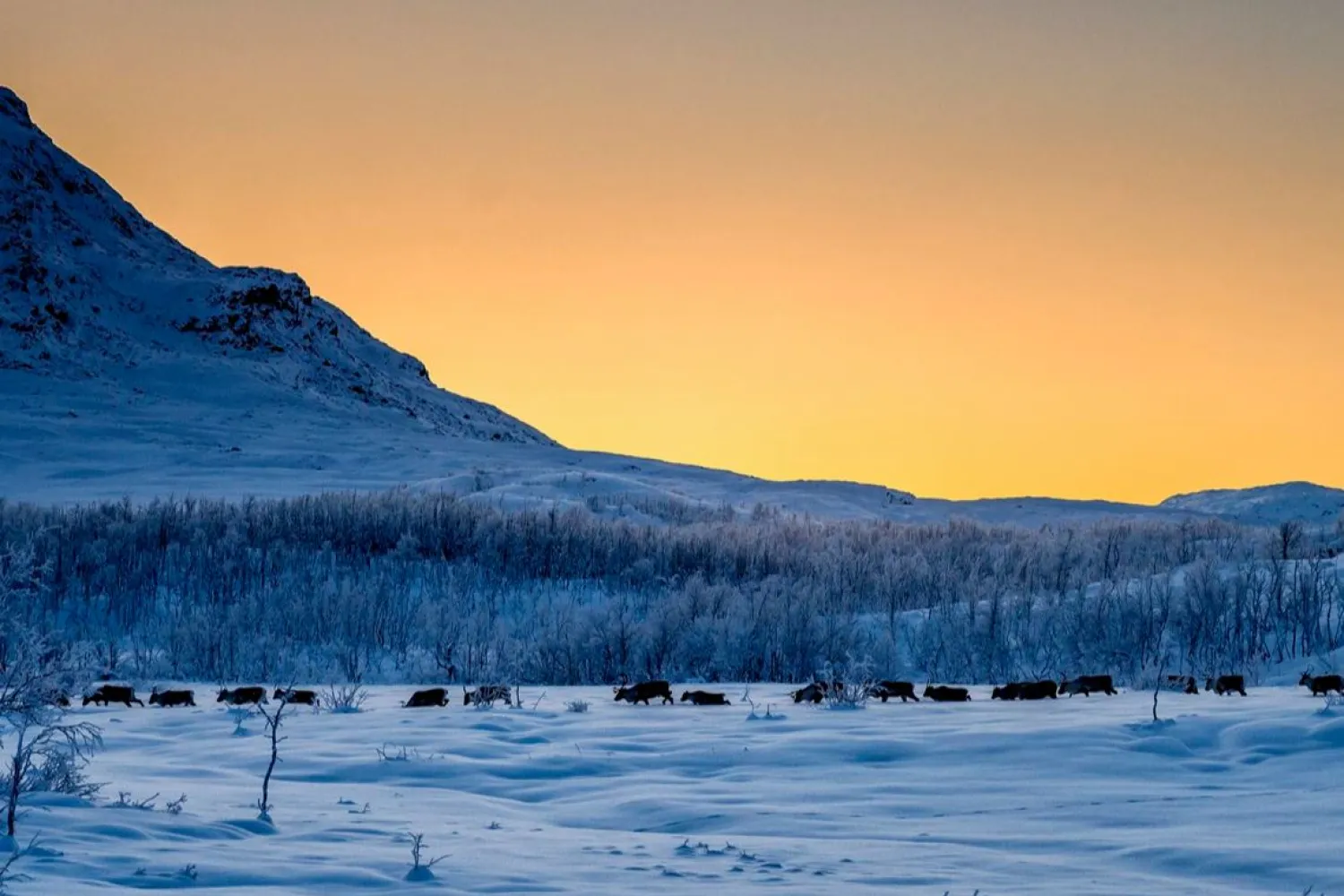 NARVIK: Dagstur til Svensk Lappland