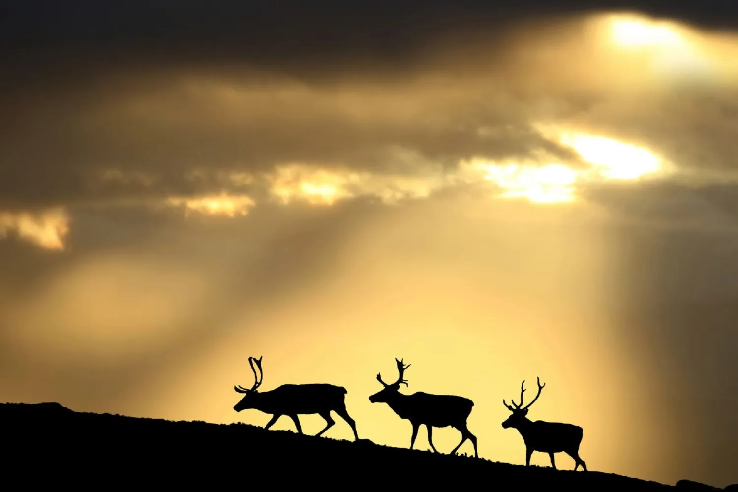 En uforglemmelig foto- og videoreise gjennom arktisk lys og landskap
