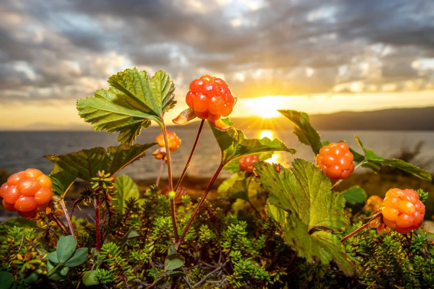 En uforglemmelig foto- og videoreise gjennom arktisk lys og landskap