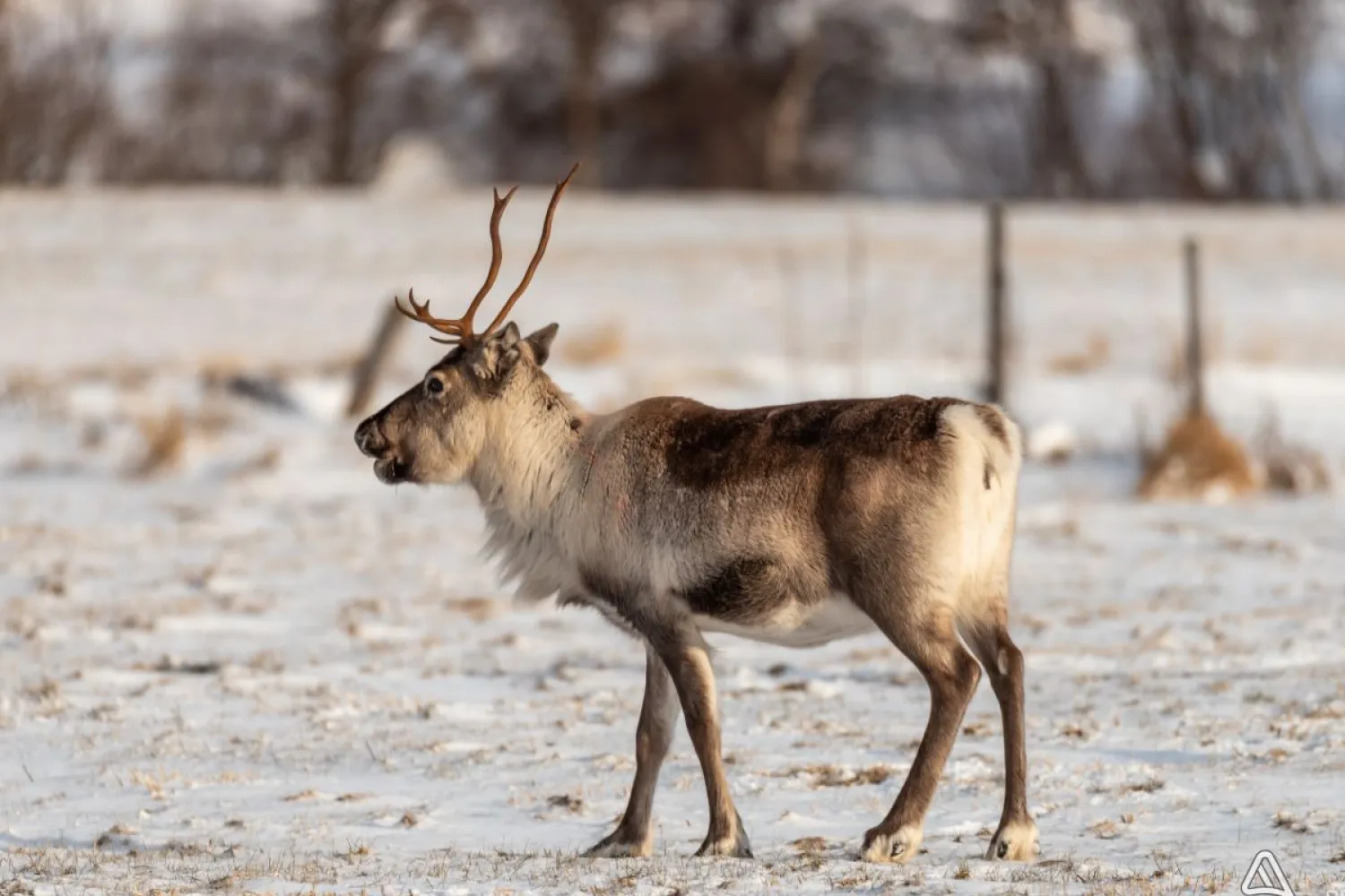 Narvik: Sami Reindeer Experience with Best Arctic