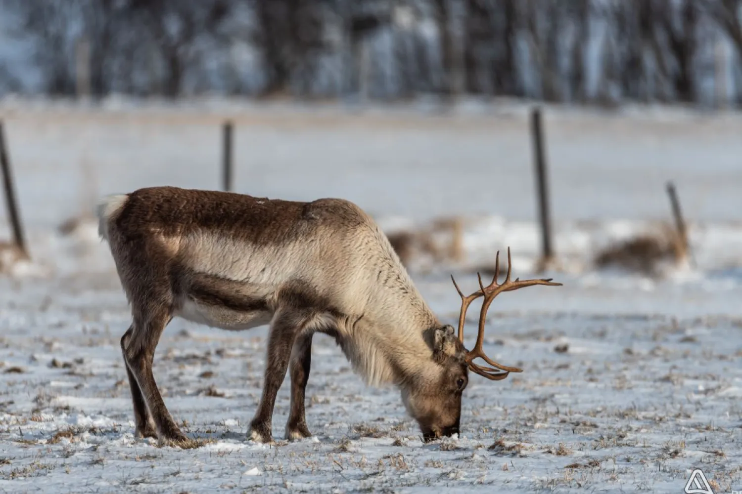 Narvik: Sami Reindeer Experience with Best Arctic