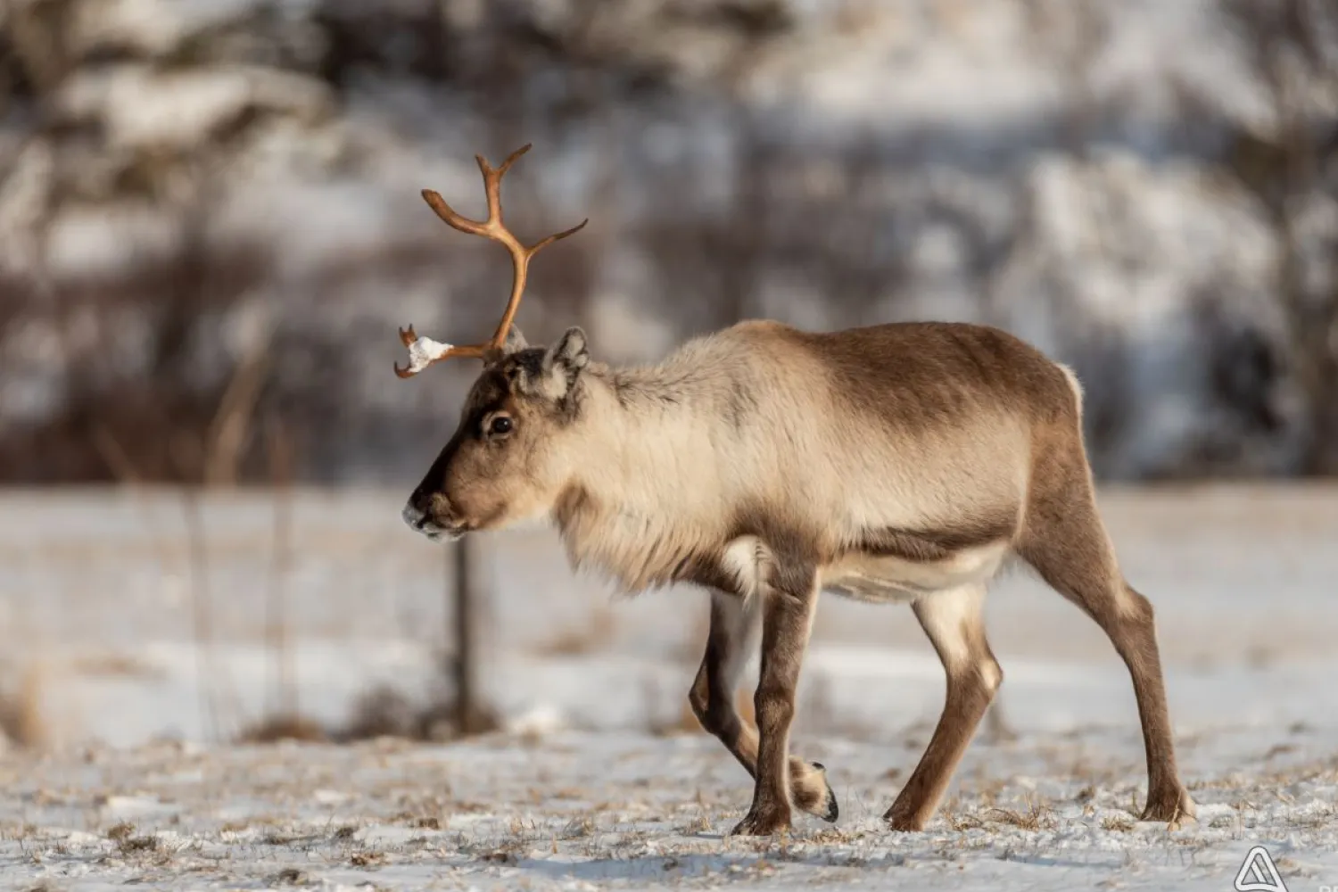 Narvik: Sami Reindeer Experience with Best Arctic