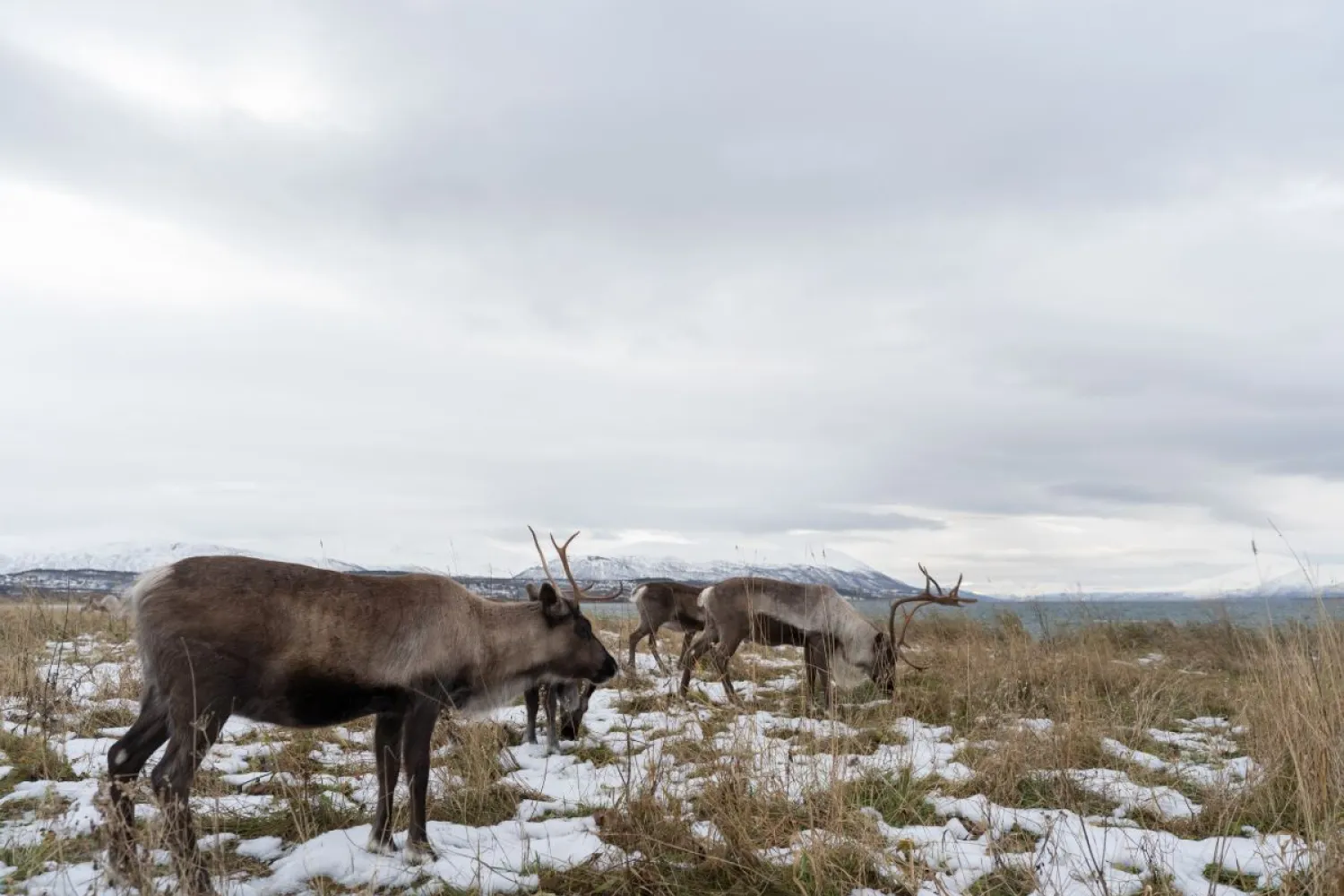 Narvik: Sami Reindeer Experience with Best Arctic