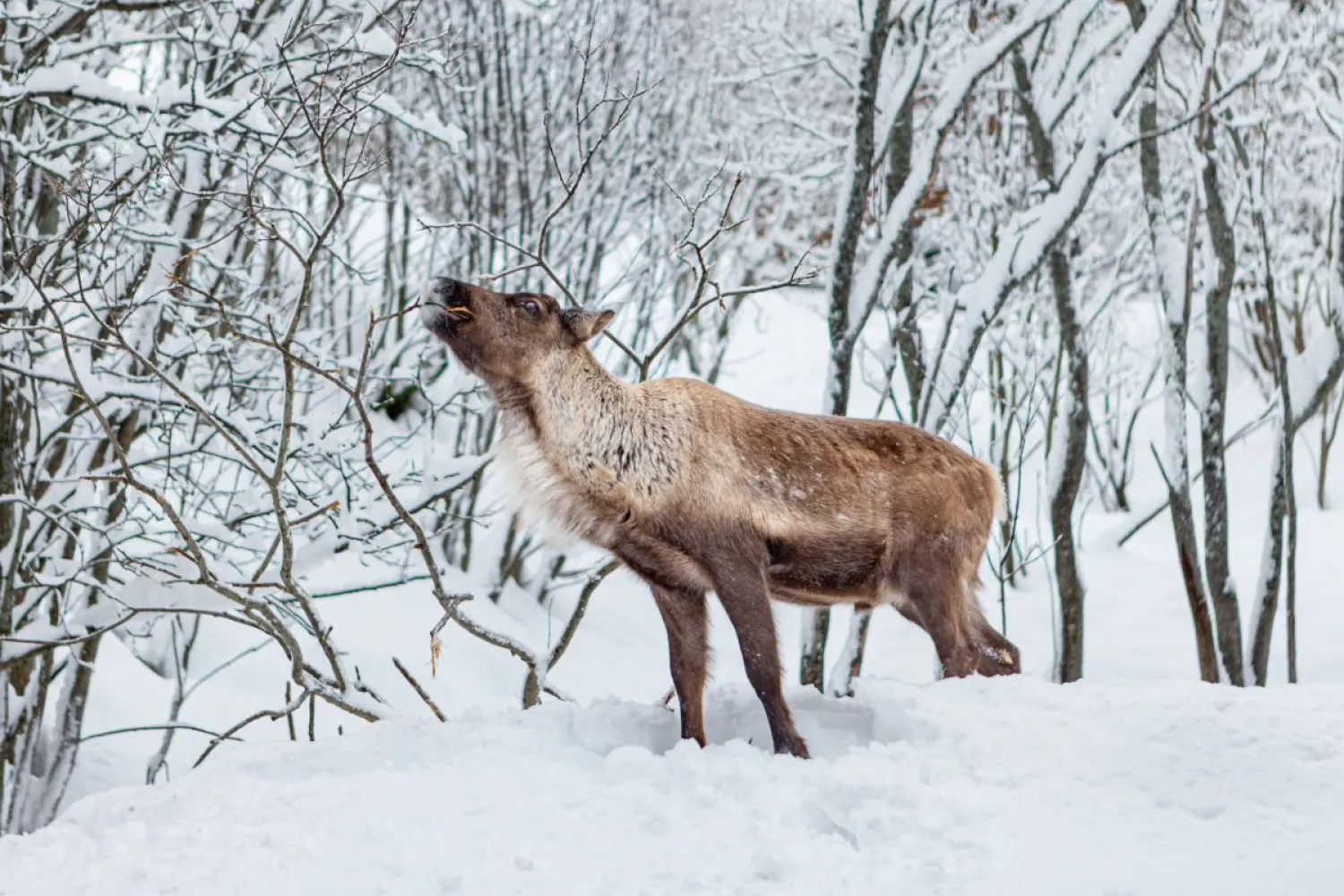 Narvik: Sami Reindeer Experience with Best Arctic