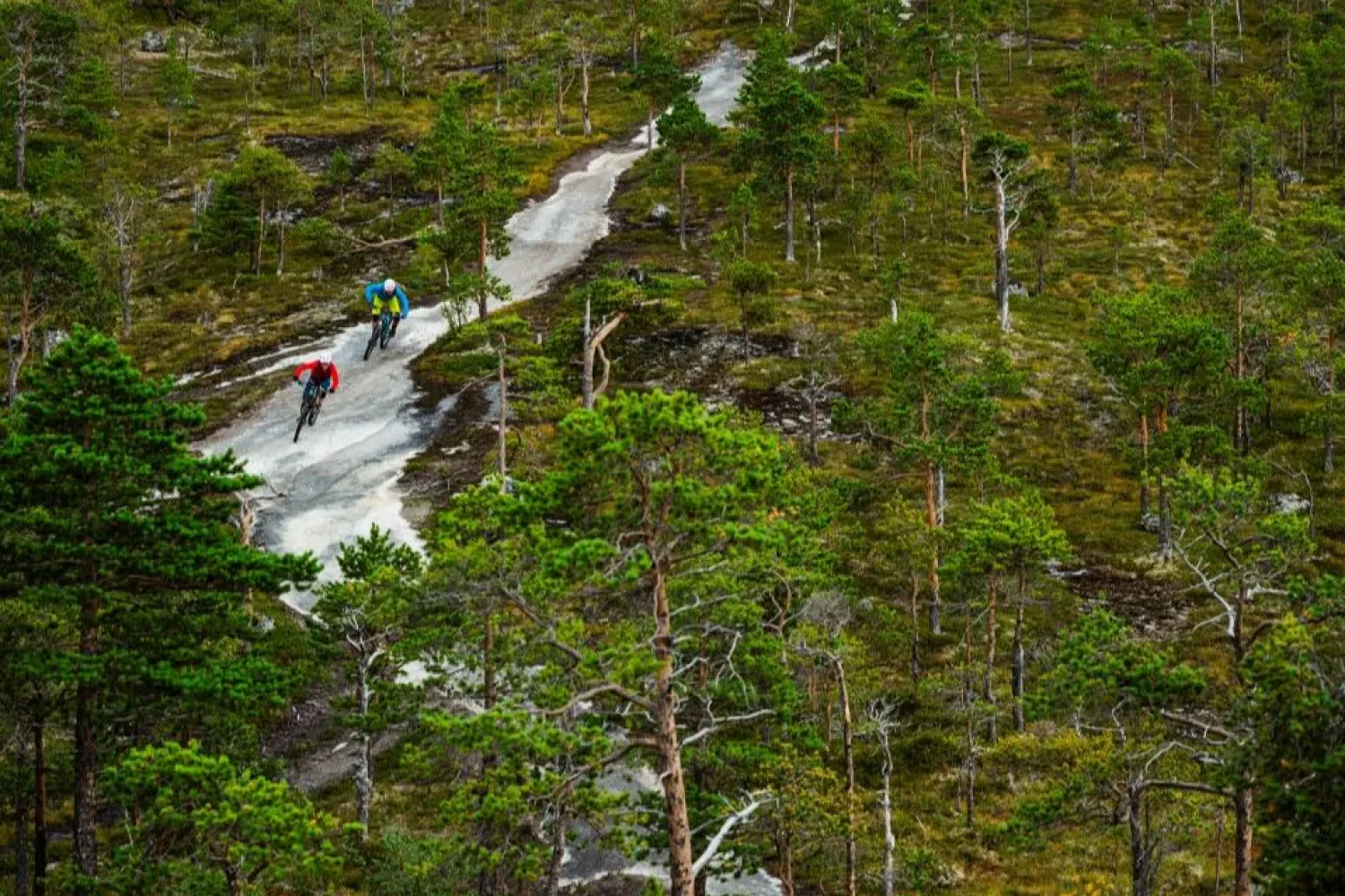 To terrengsyklister sykler på en smal lys sti gjennom en grønn skog med spredte trær og mosebunn..