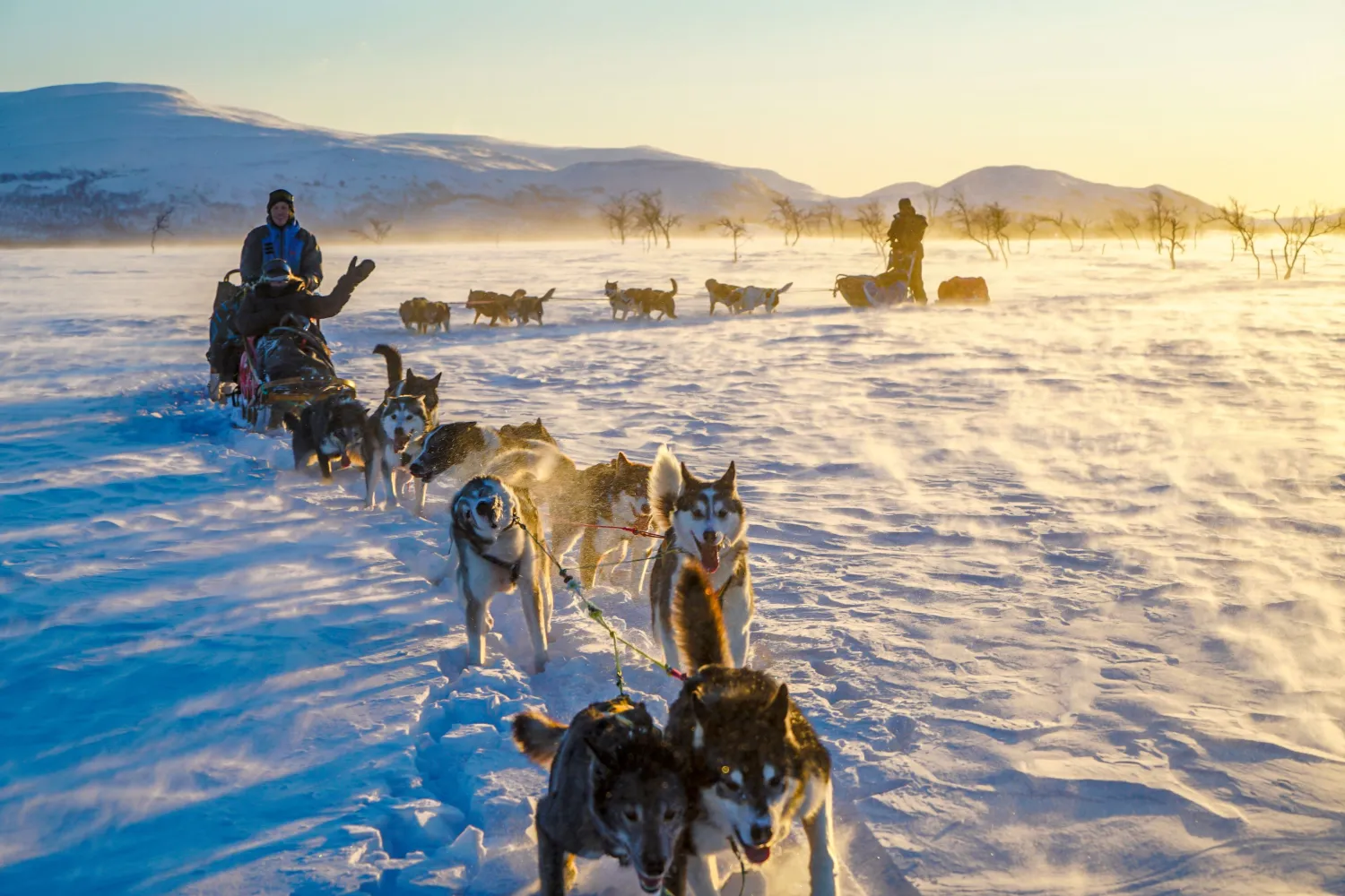 1 ukes hundekjøringsekspedisjon i Dividalen