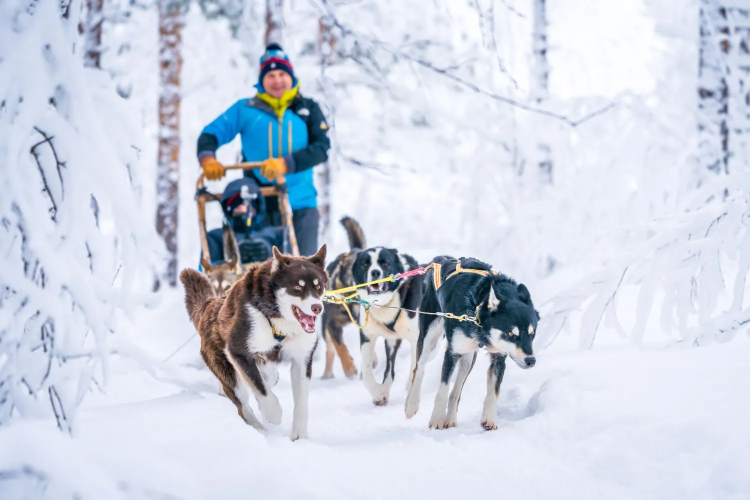 1 ukes hundekjøringsekspedisjon i Dividalen