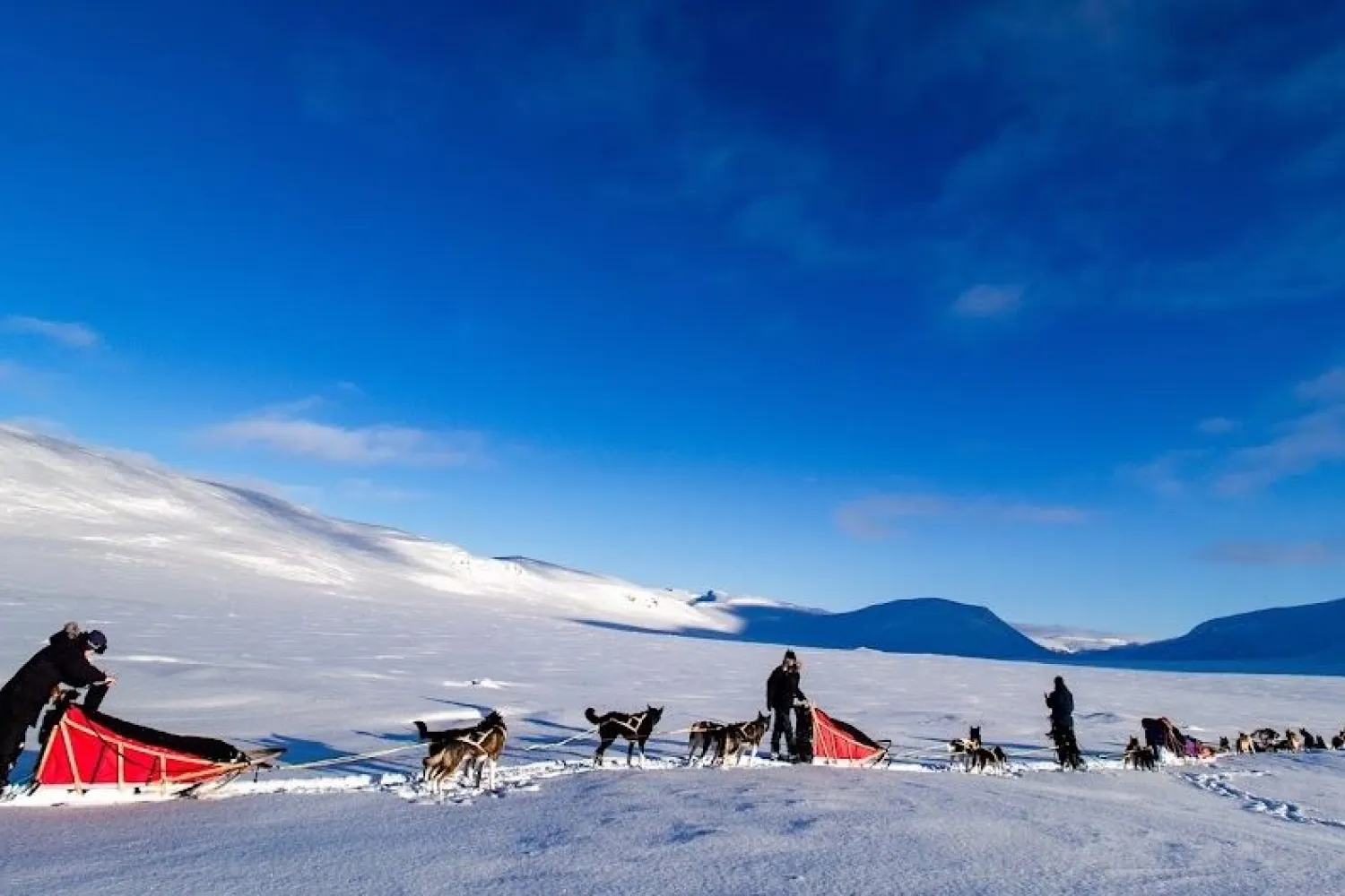 2 ukers hundekjøringsekspedisjon i Dividalen