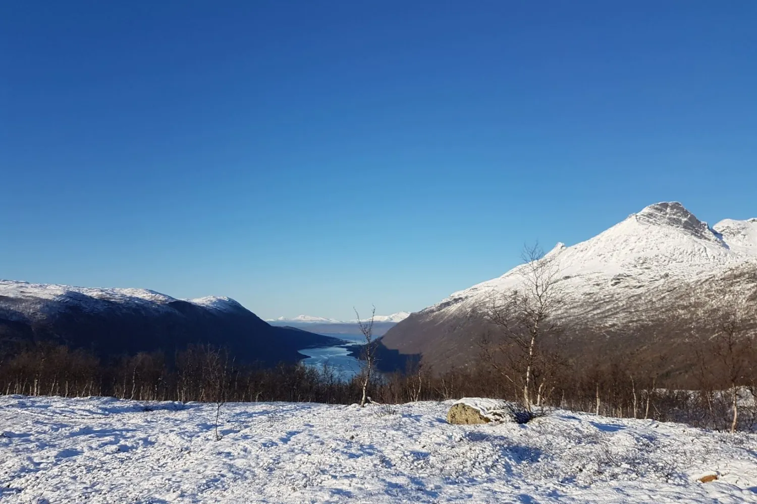 Utsikt over Beisfjorden fra Brennholtet