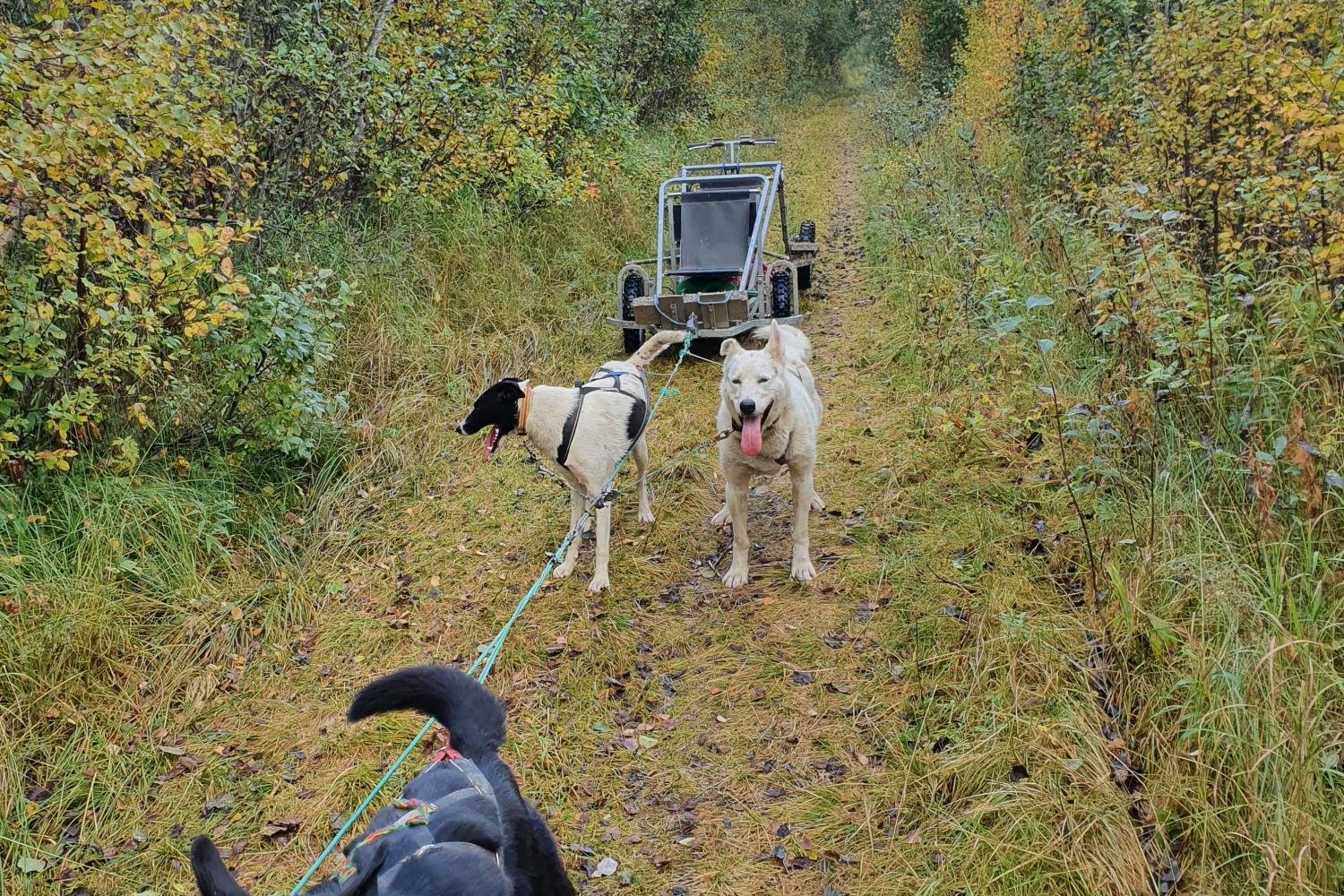 Hundekjøring med vogn hos Husky Isogaisa