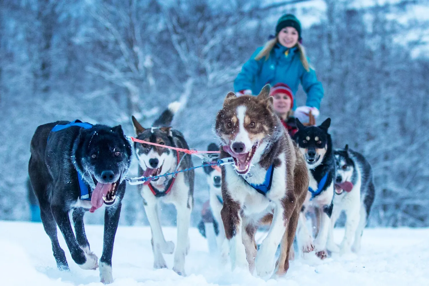 Hundekjøring med Husky Isogaisa