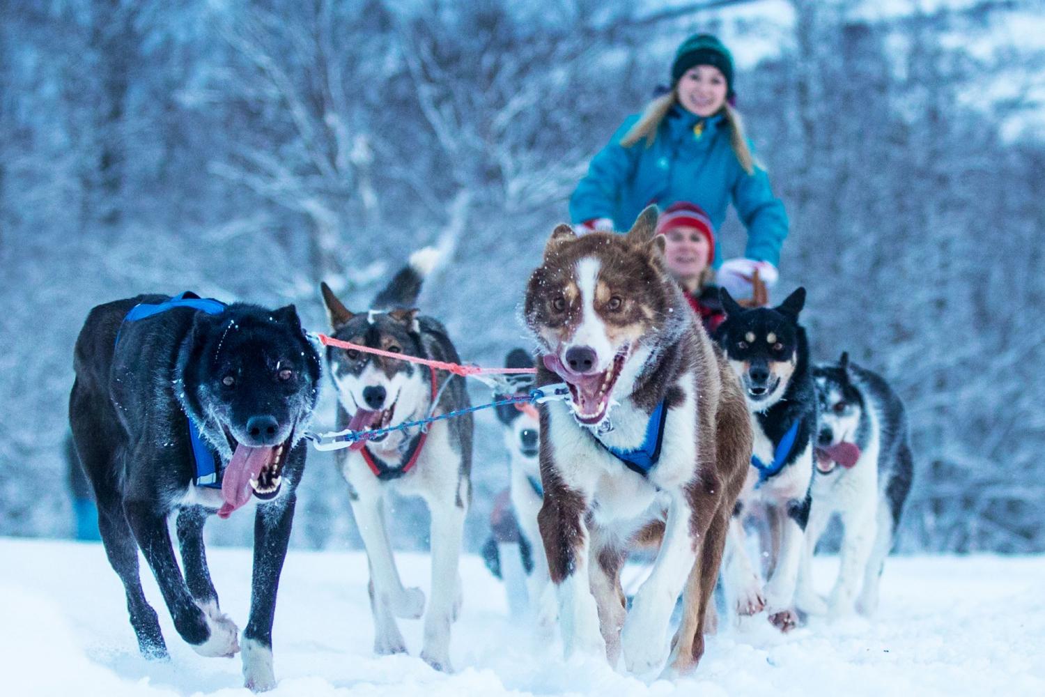 Dog-sledding with Northern Lights Ceremony