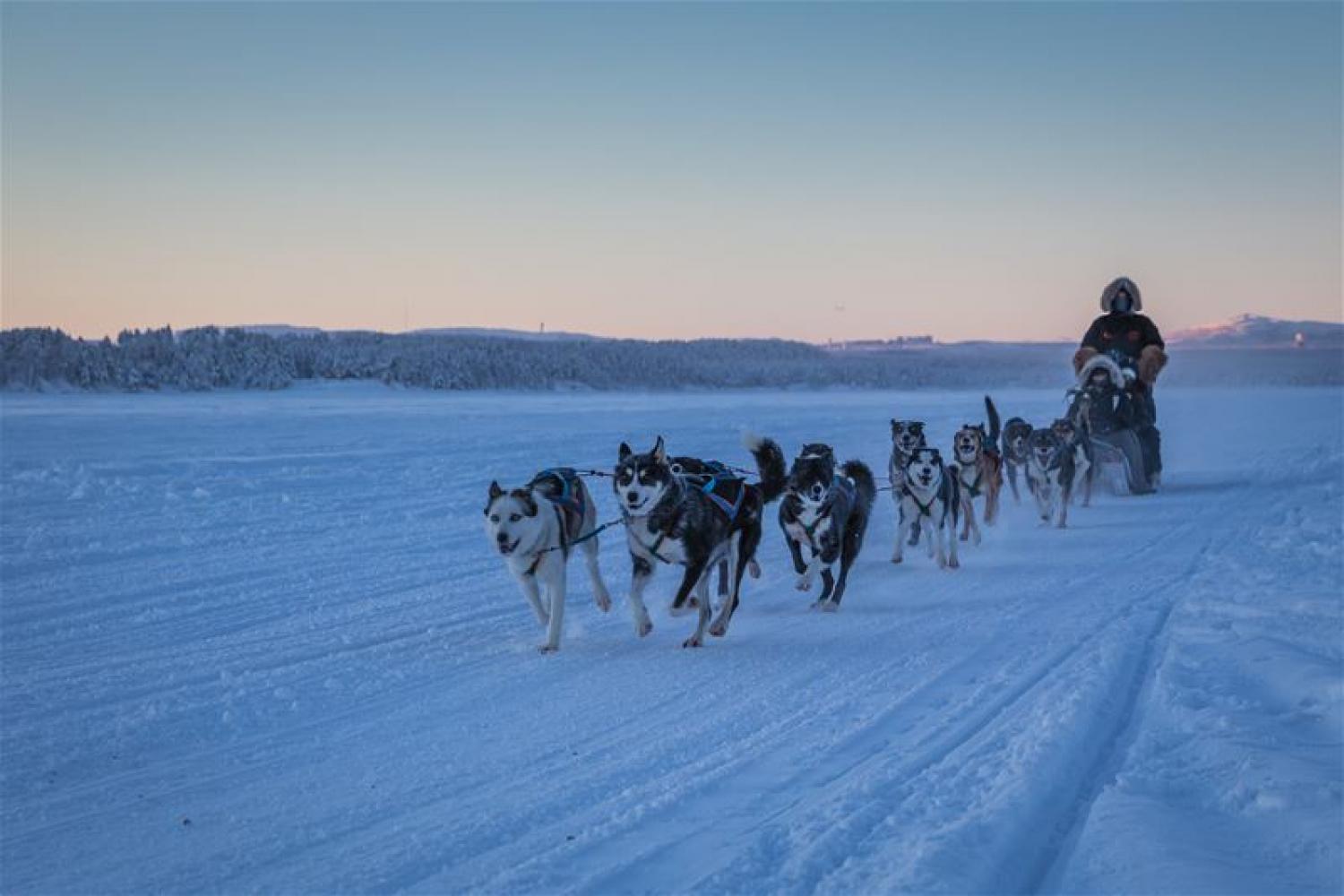 Dog-sledding with Northern Lights Ceremony